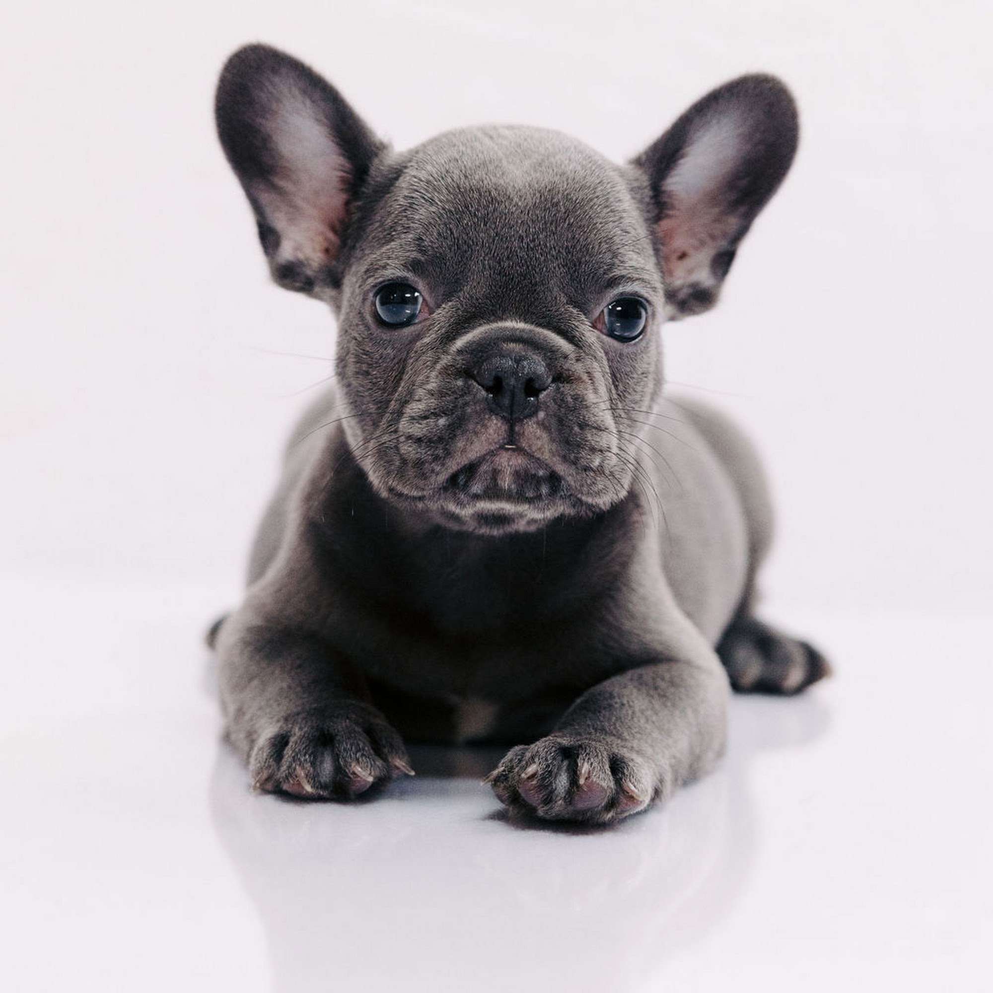 French Bulldog Los Angeles Anaheim