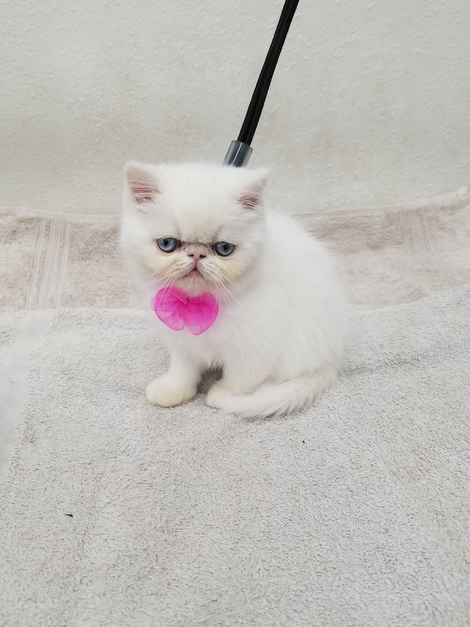 Happy Pet Grooming Anaheim