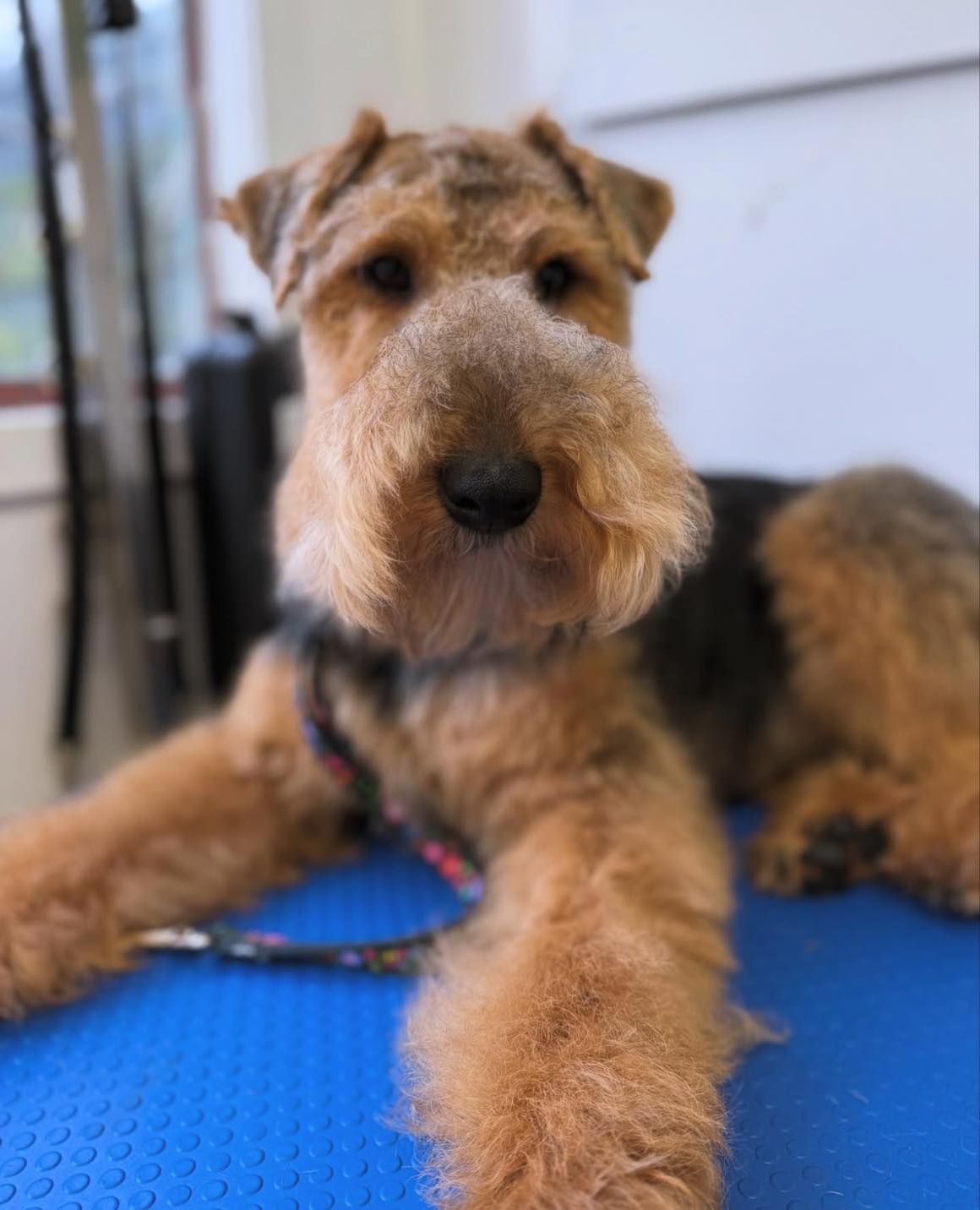 Pacific Grooming Mobile Pet Salon Anaheim