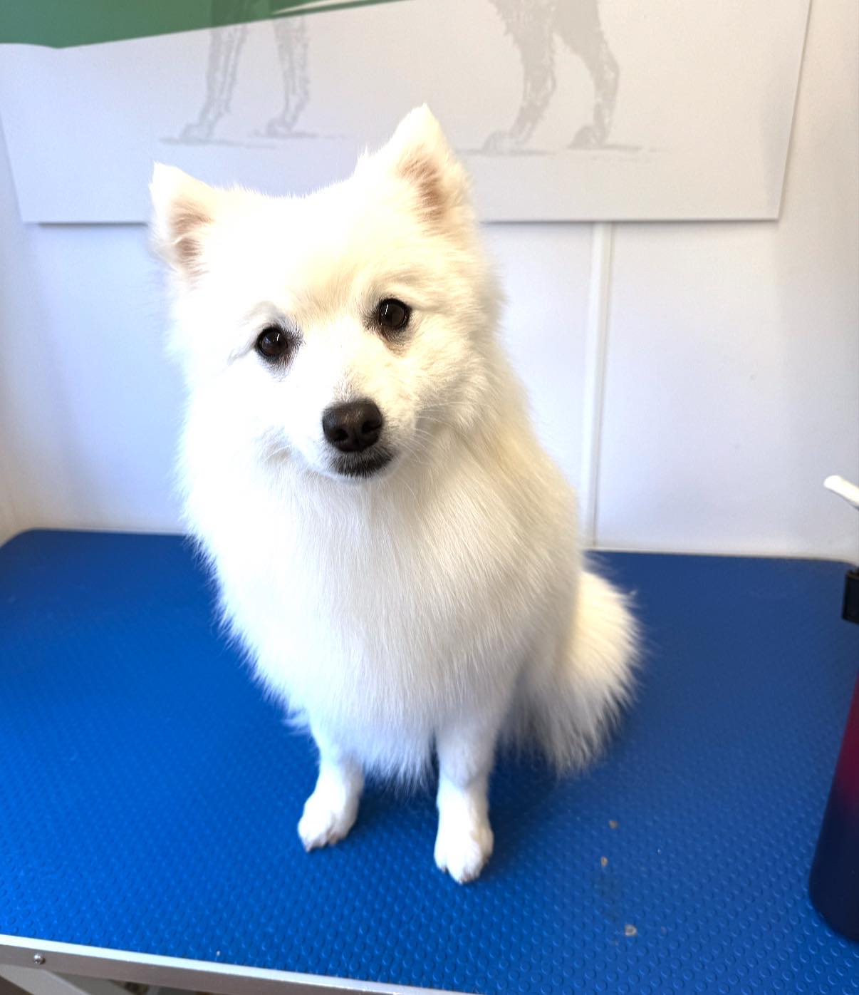 Pacific Grooming Mobile Pet Salon Anaheim