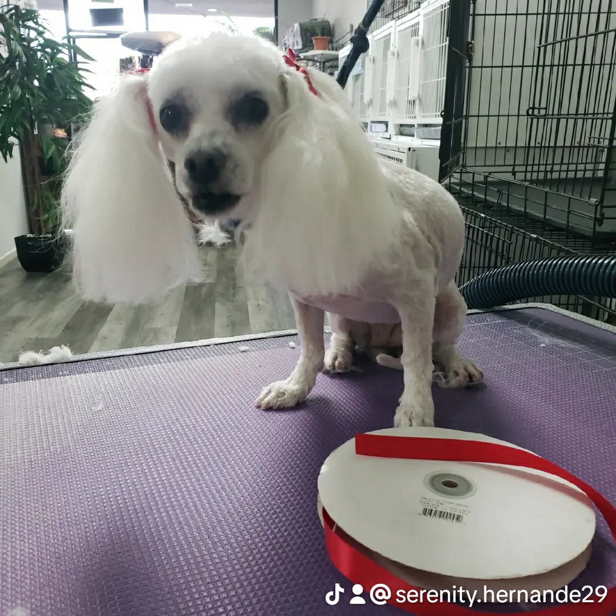 The Grooming Shop Anaheim