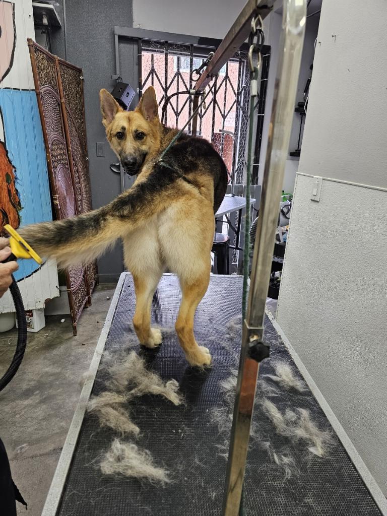 C U Pet Grooming Anaheim