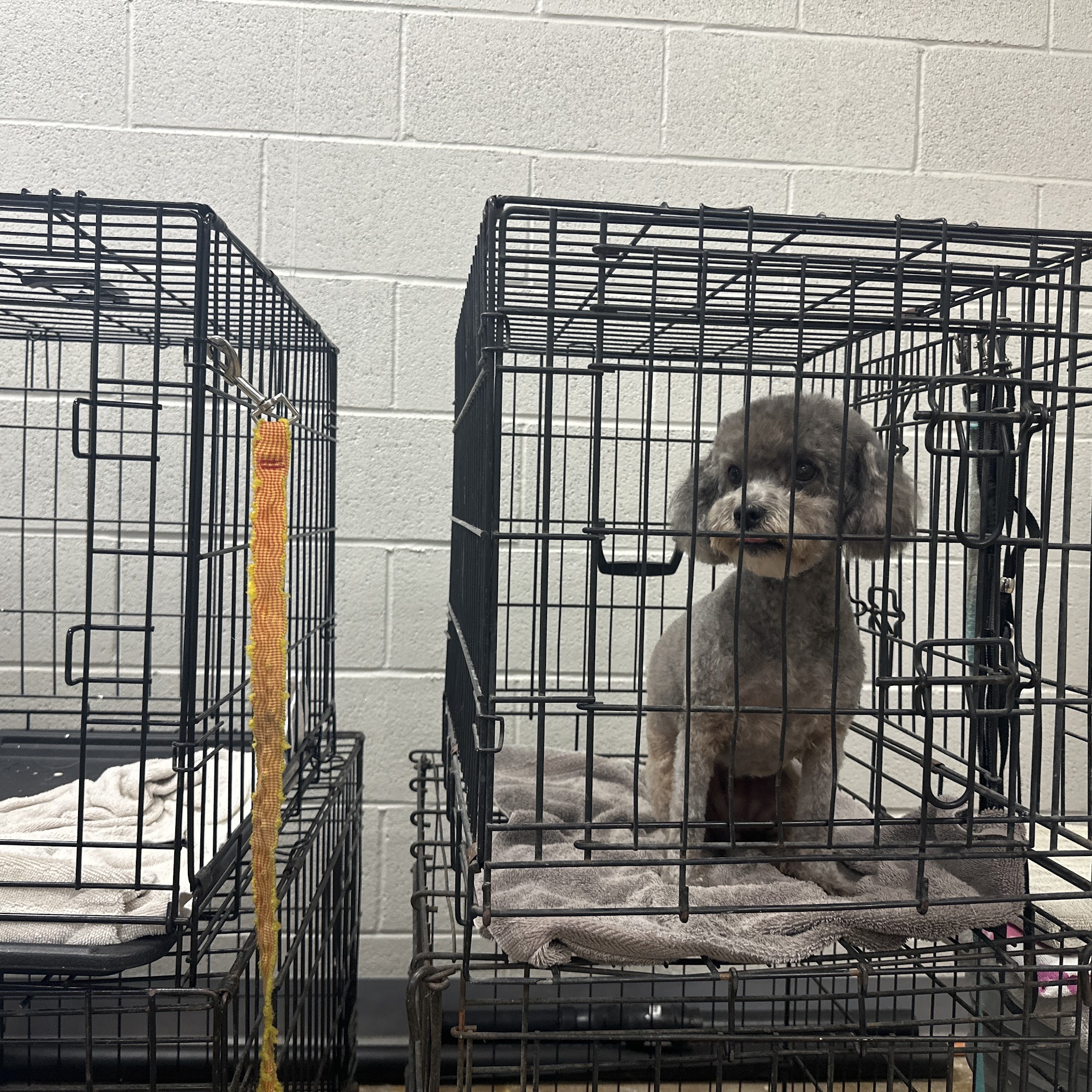 Happy Dogs and Spa Anaheim