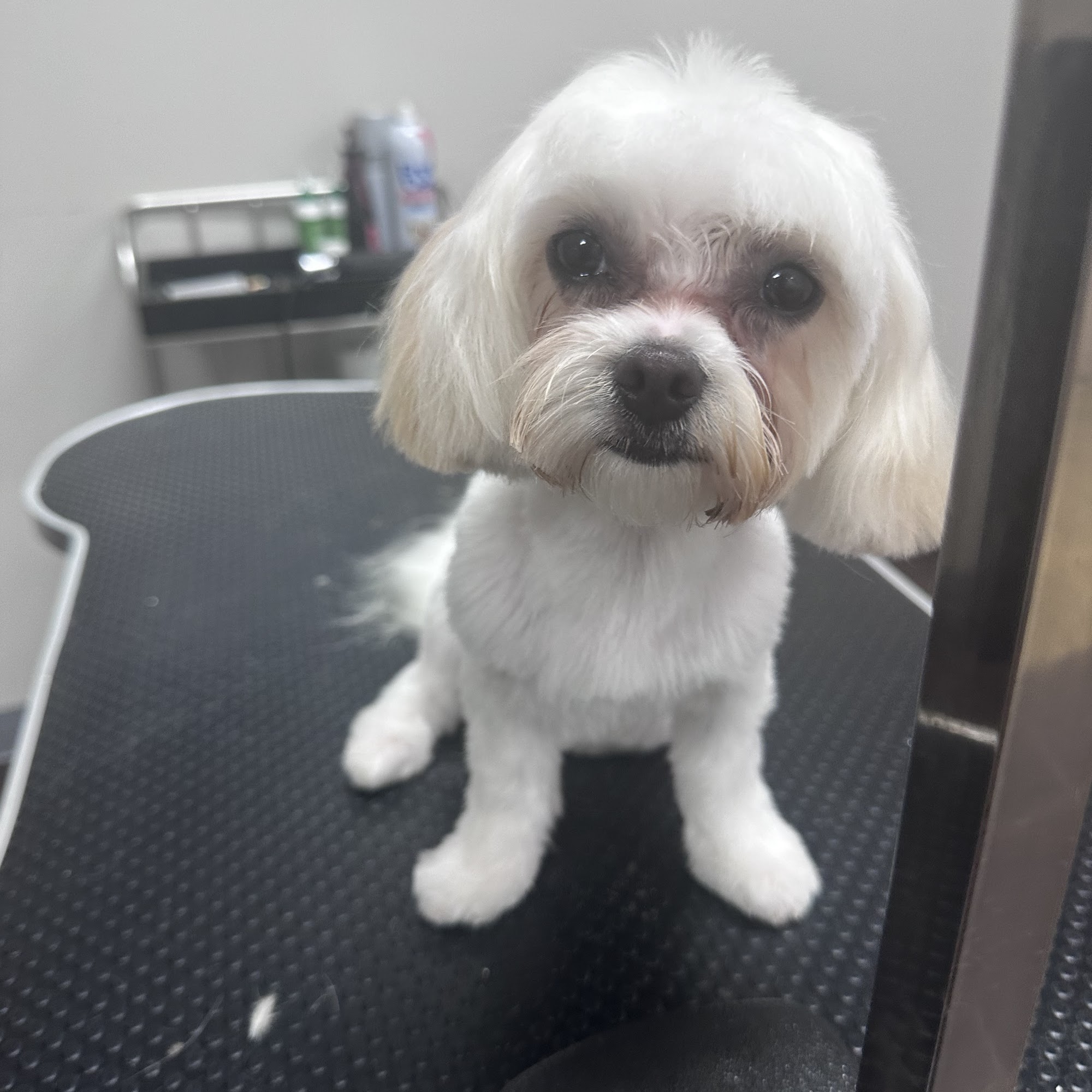 Happy Dogs and Spa 1101 W Lincoln Ave, Anaheim California 92805