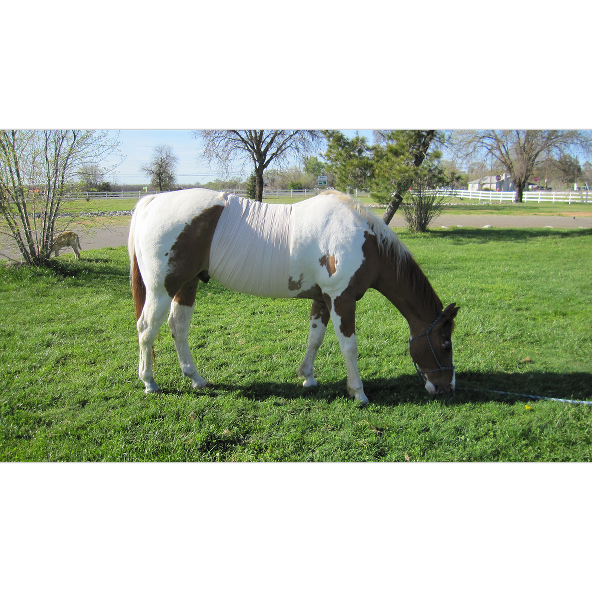 Crossroads Veterinary Clinic Anderson