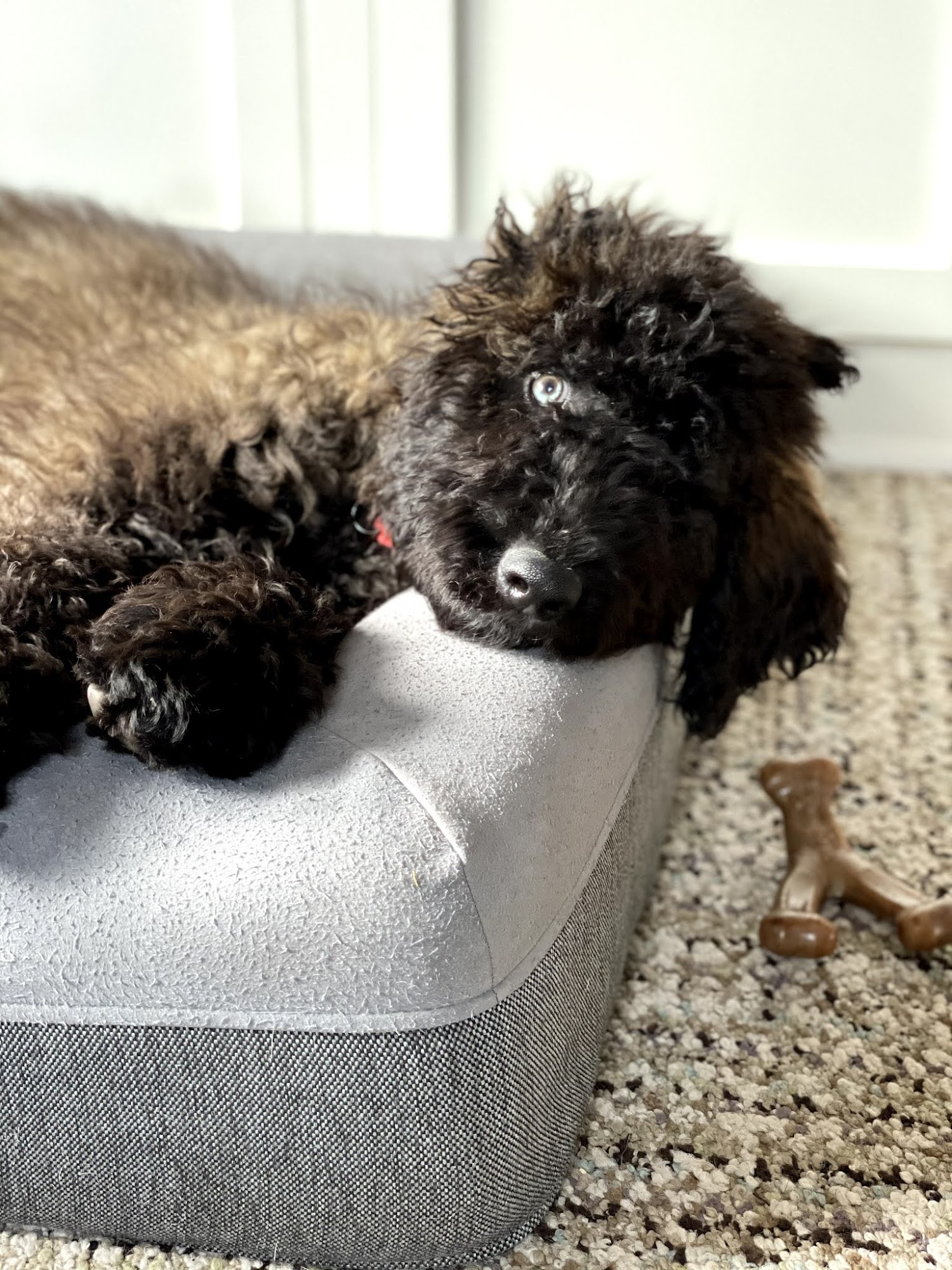 McCumberhaus Shepadoodle Dog Breeder Anderson