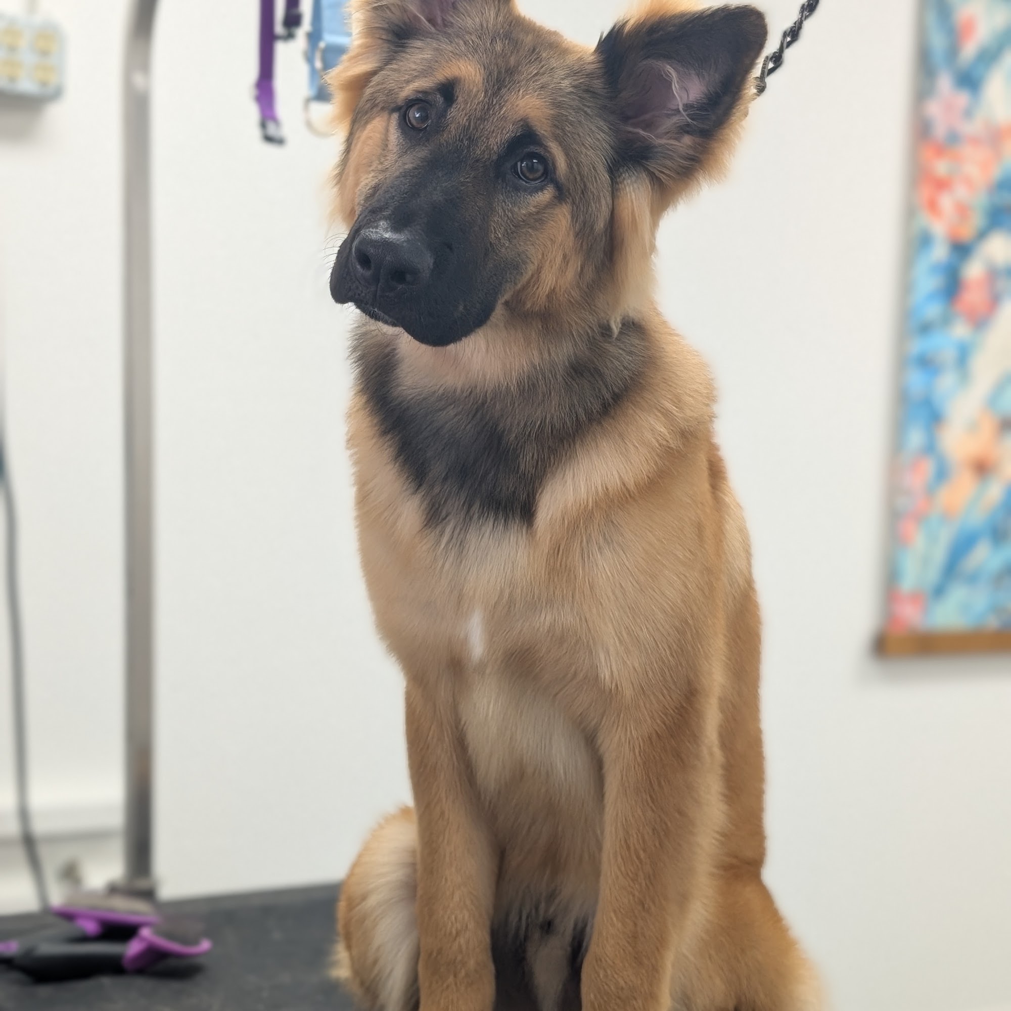 River City Grooming Anderson