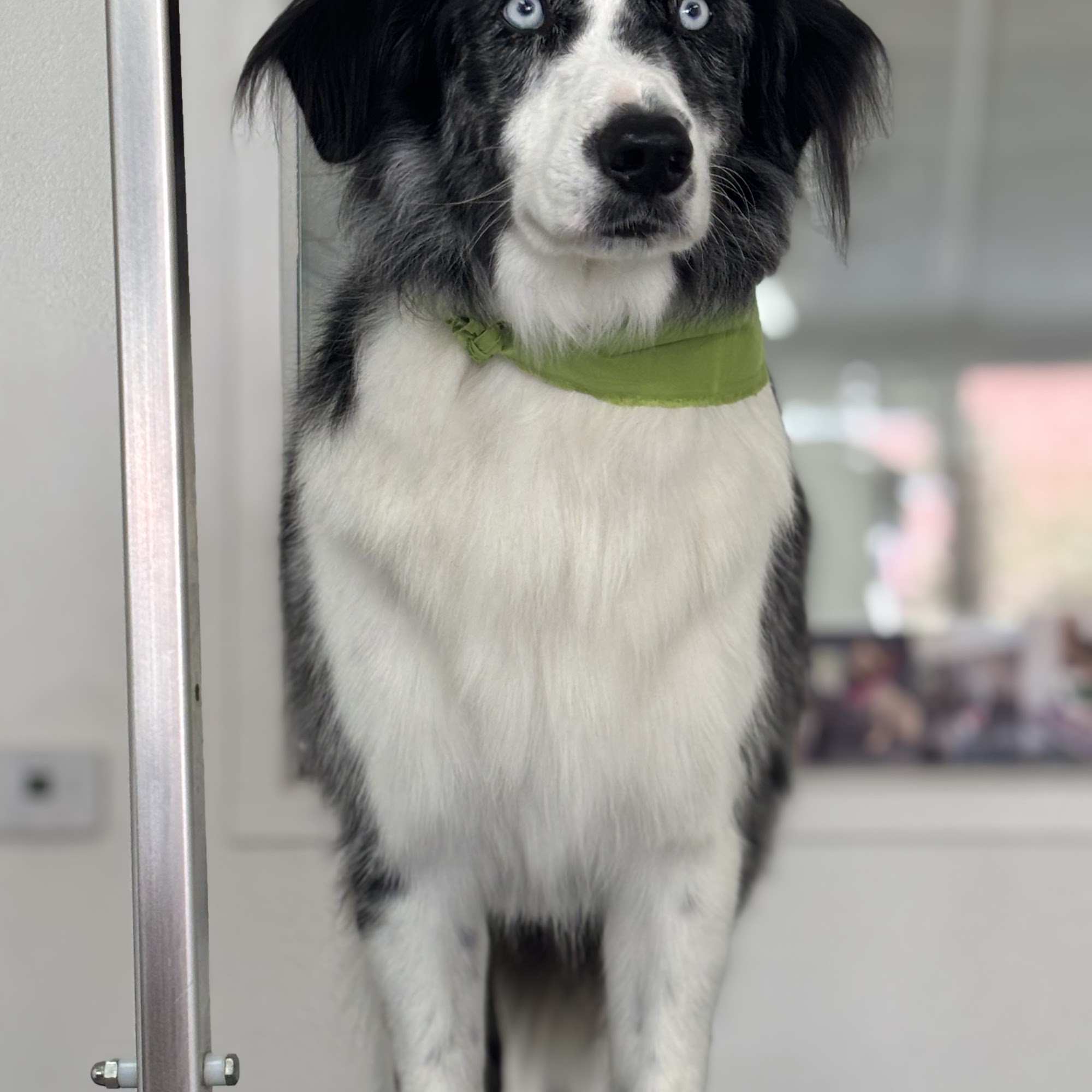 River City Grooming 2179 North St, Anderson California 96007