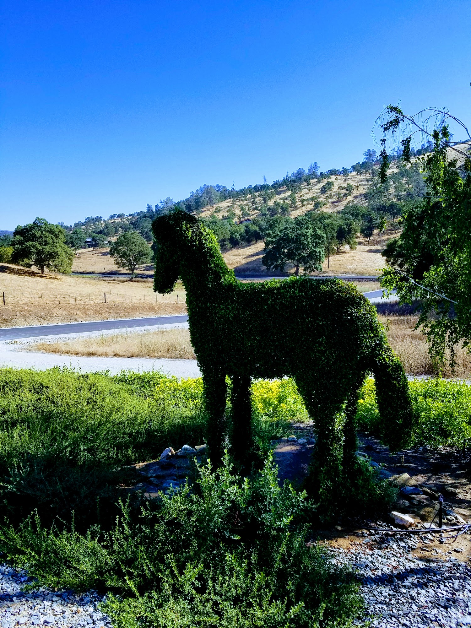 Angels Camp Veterinary Hospital Angels Camp