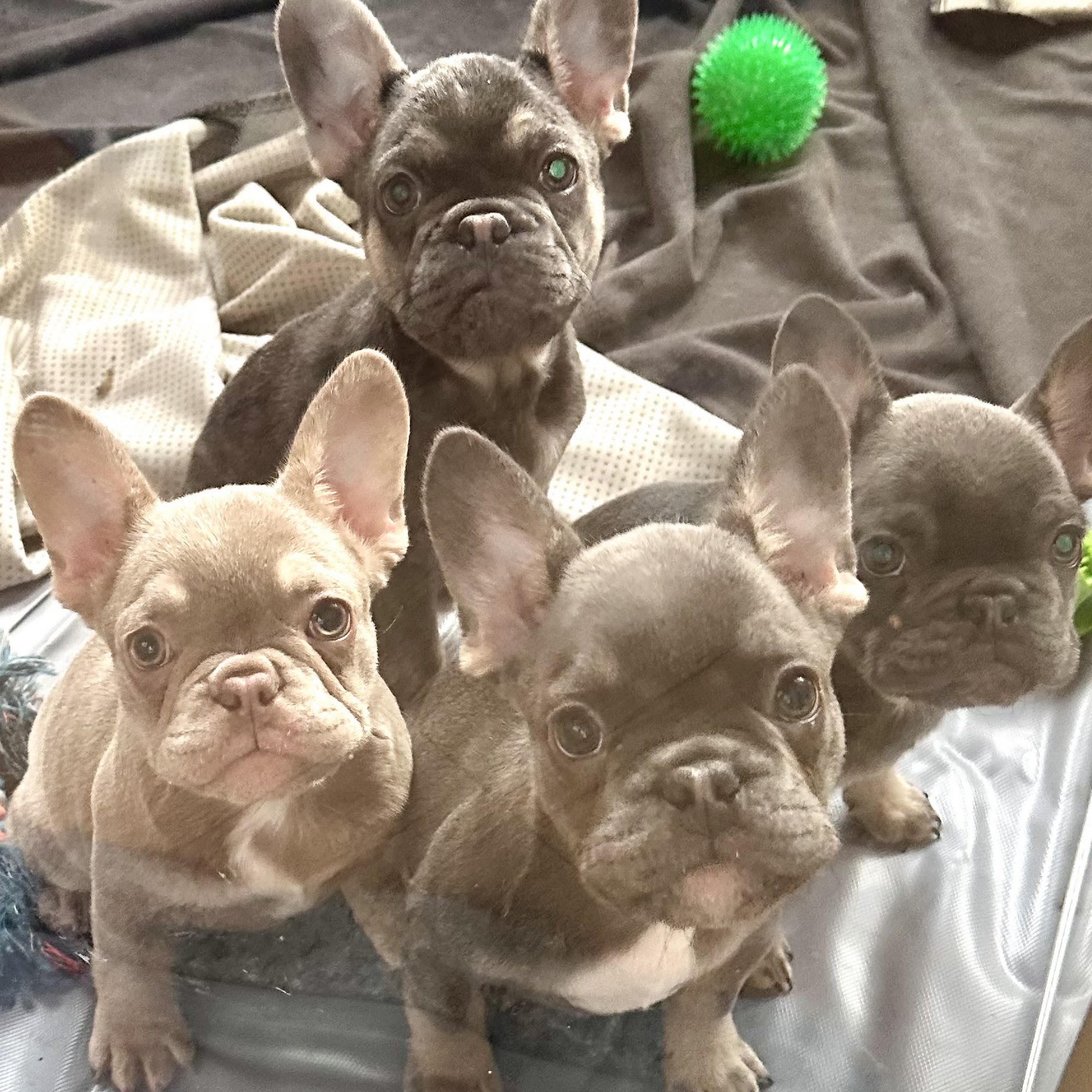 Angels Camp Veterinary Hospital Angels Camp