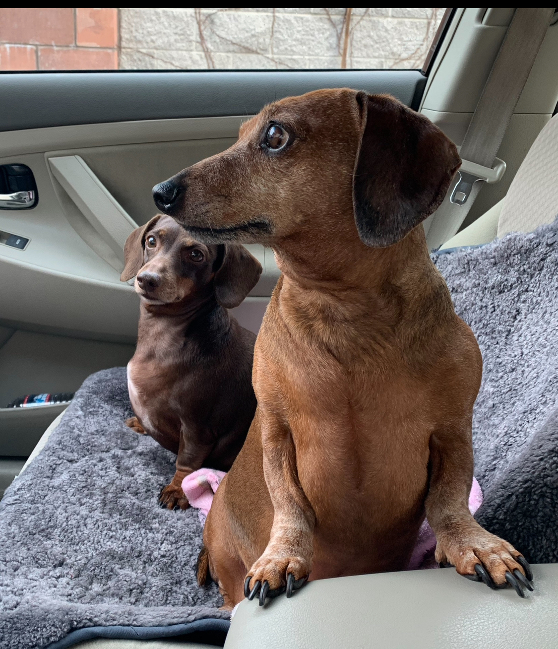 Banfield Pet Hospital Antelope