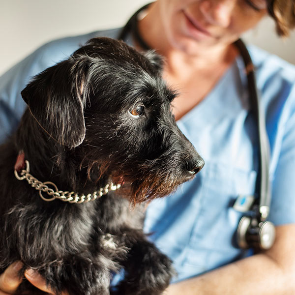 Cherry Creek Veterinary Hospital Antelope