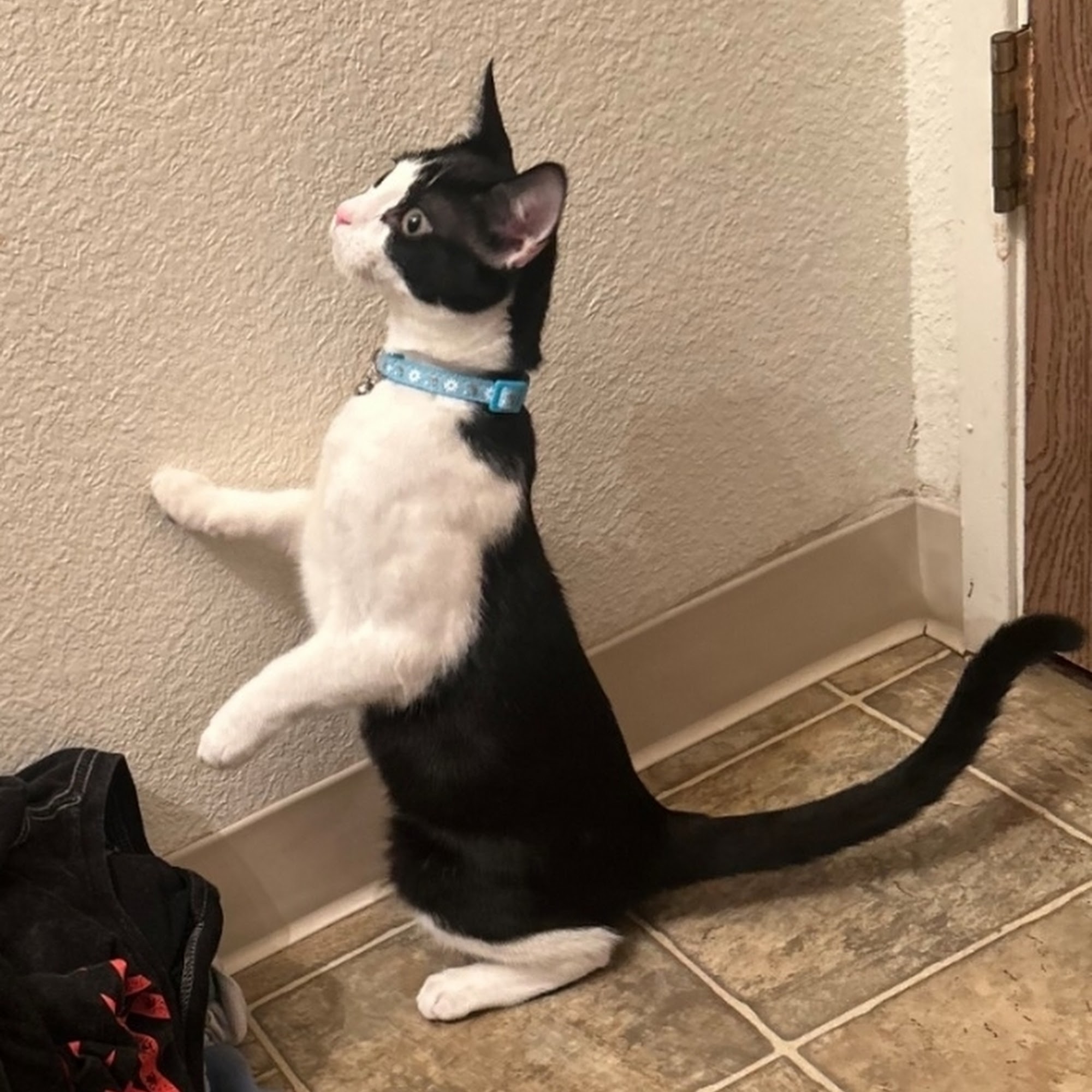 Cherry Creek Veterinary Hospital Antelope