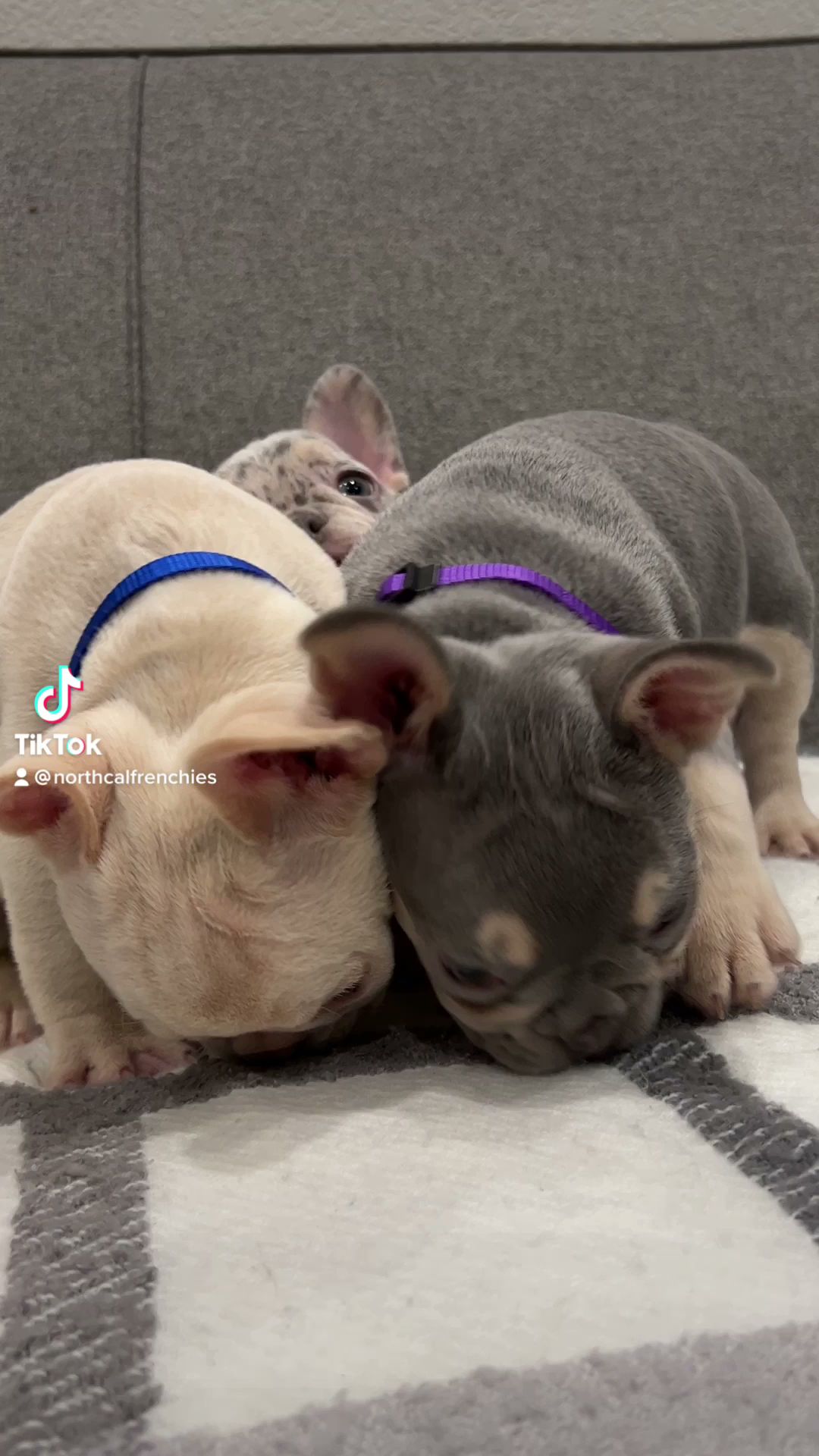 NorthCalFrenchies Antelope