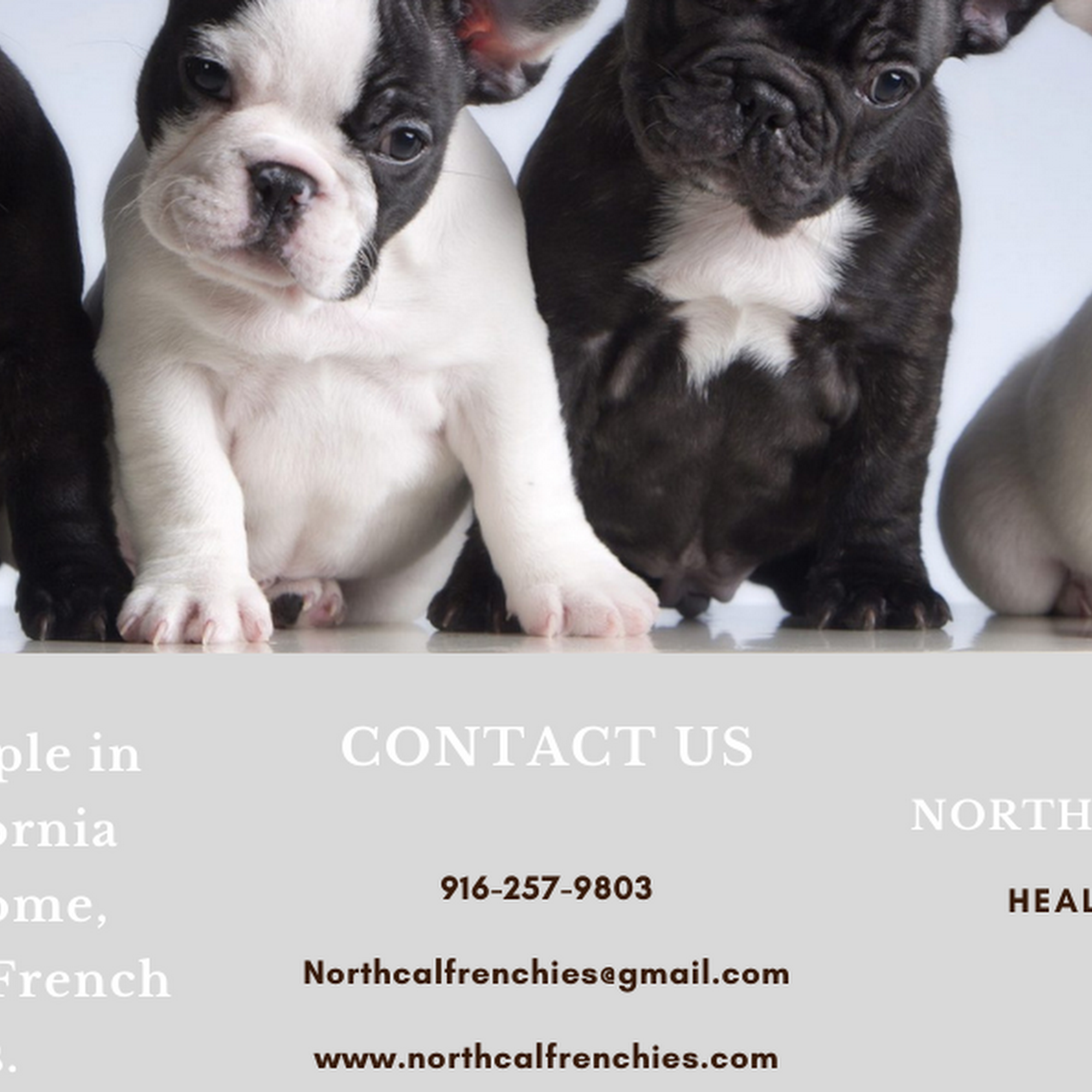 NorthCalFrenchies Antelope