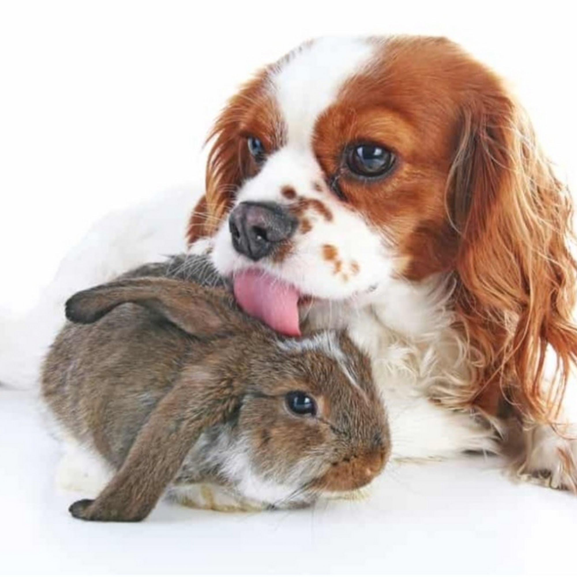 Luxury Pet Pampering Dog Groomer Antelope