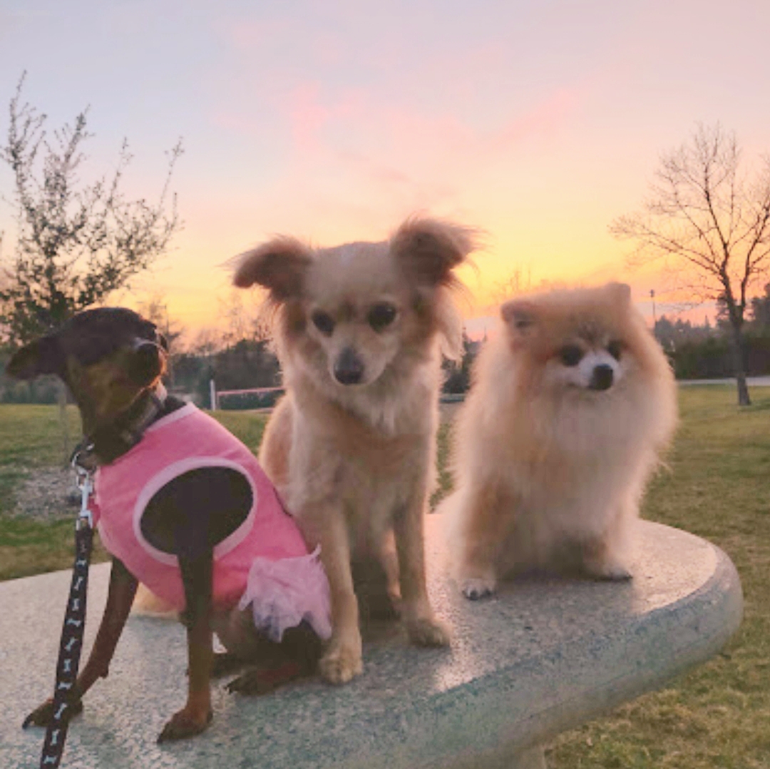 Luxury Pet Pampering Dog Groomer Antelope