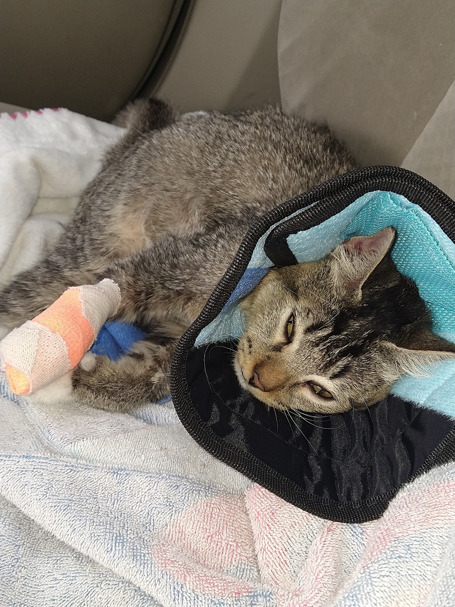 Banfield Pet Hospital Antioch