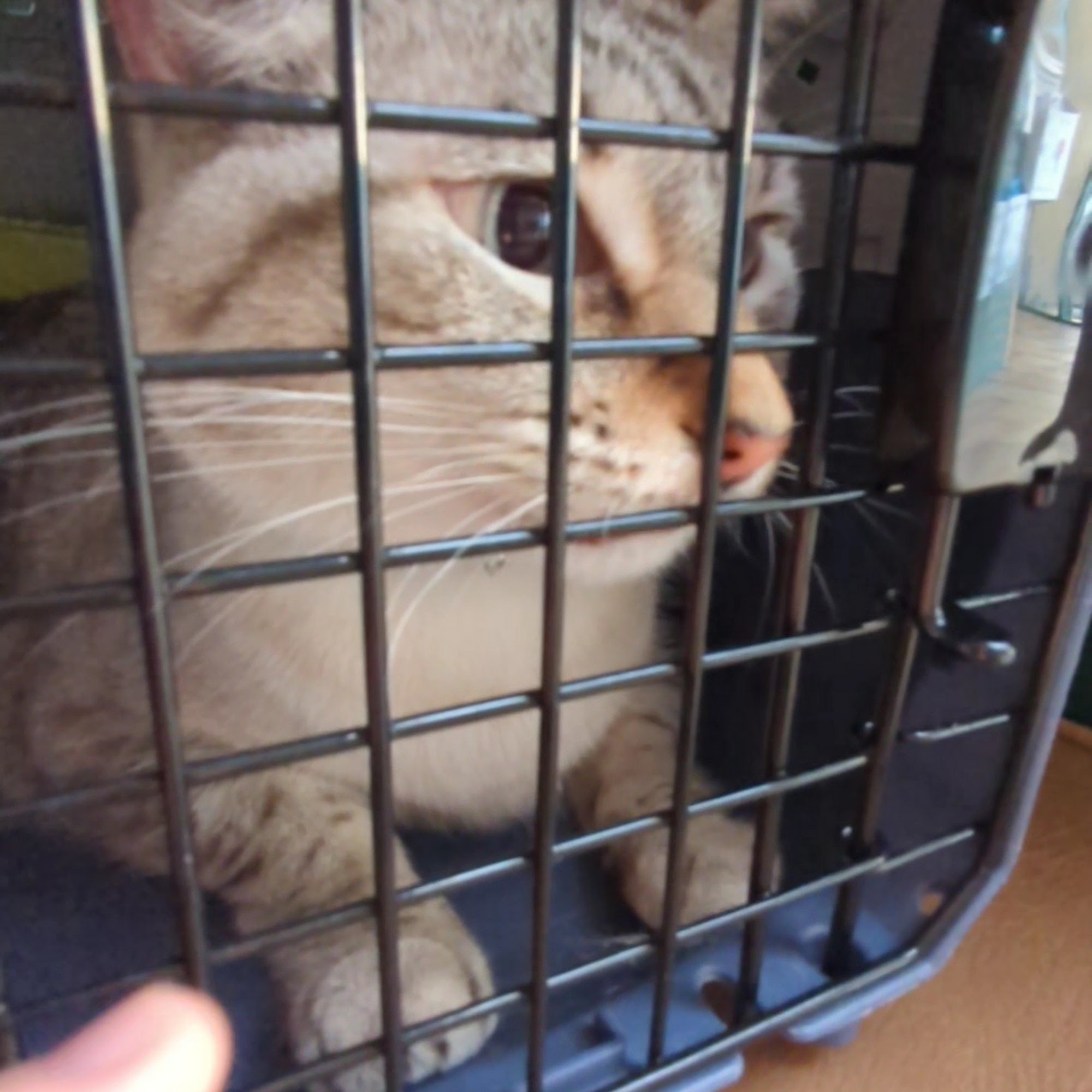 Animal Clinic of Antioch Antioch