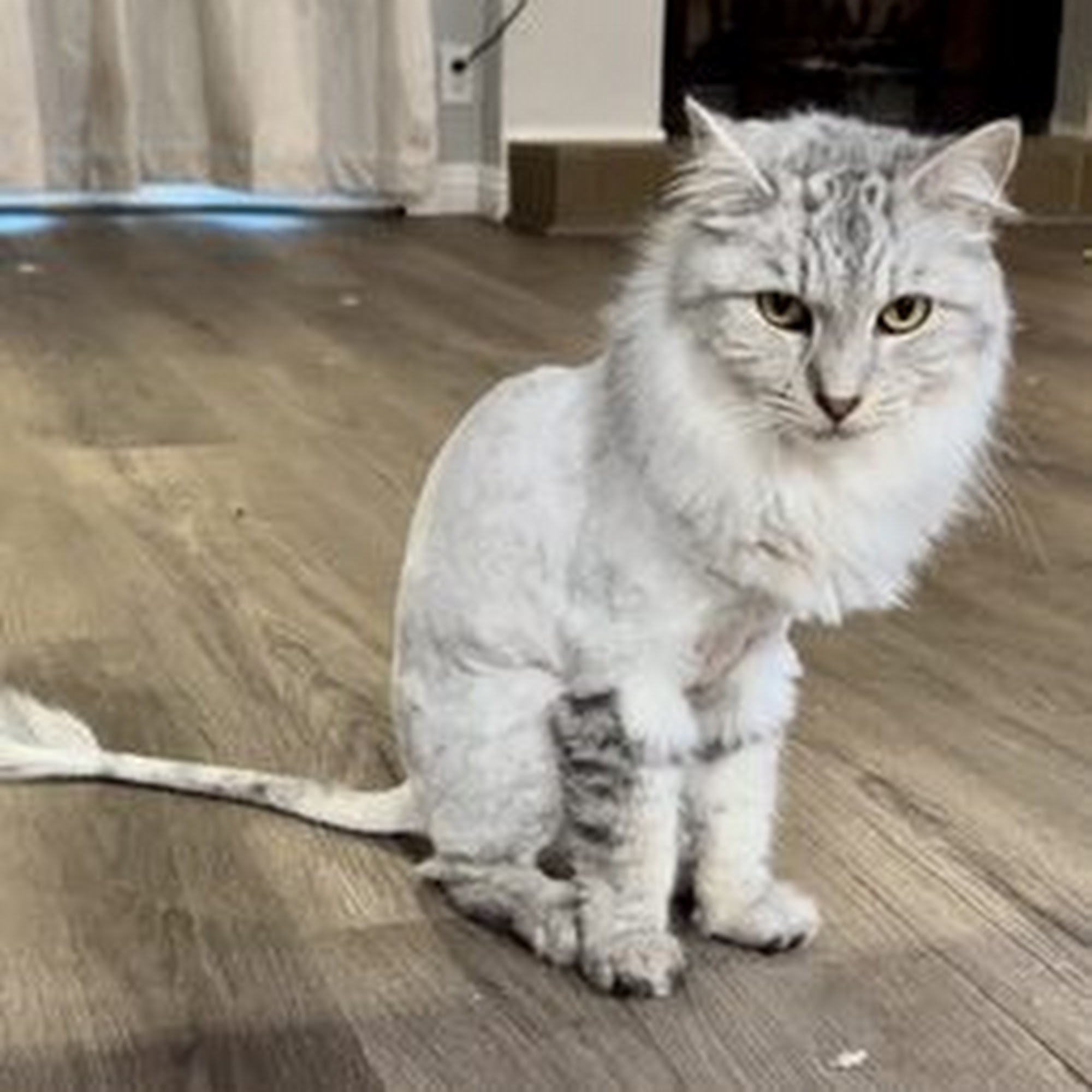 Pooch N Purr Antioch