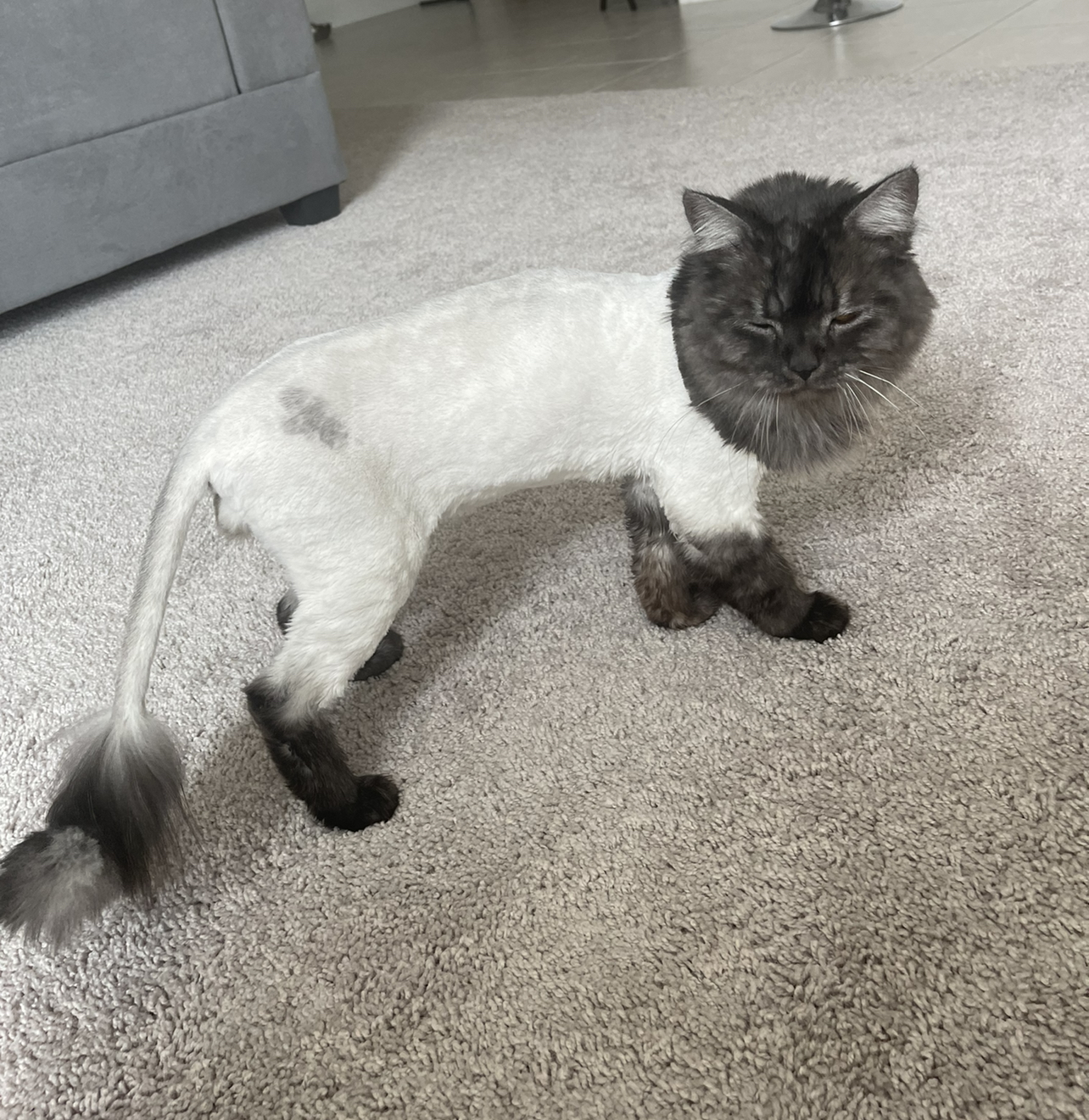 Pooch N Purr Antioch