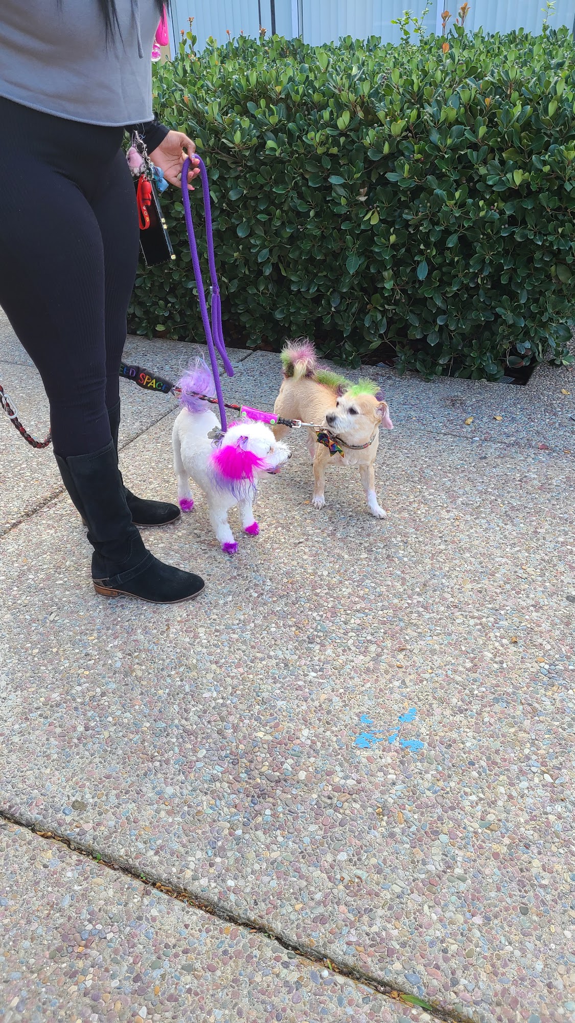 Pawspa Pet Grooming Antioch