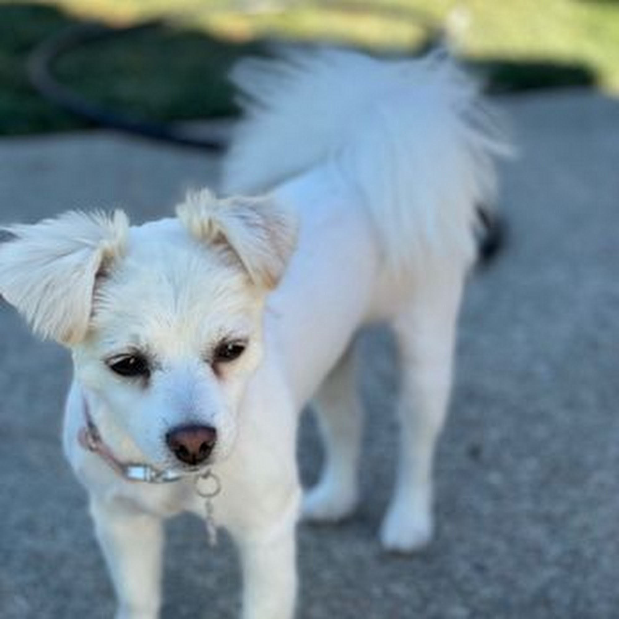 Plush Paws Dog Grooming Antioch