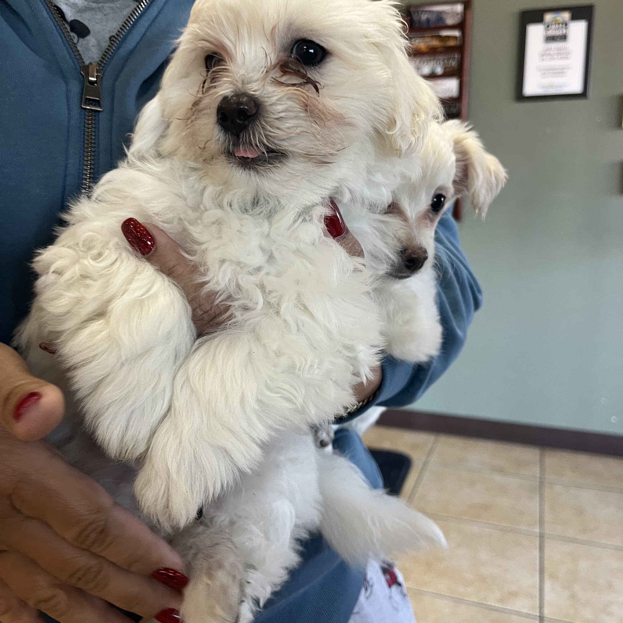 Apple Valley Animal Hospital Apple Valley