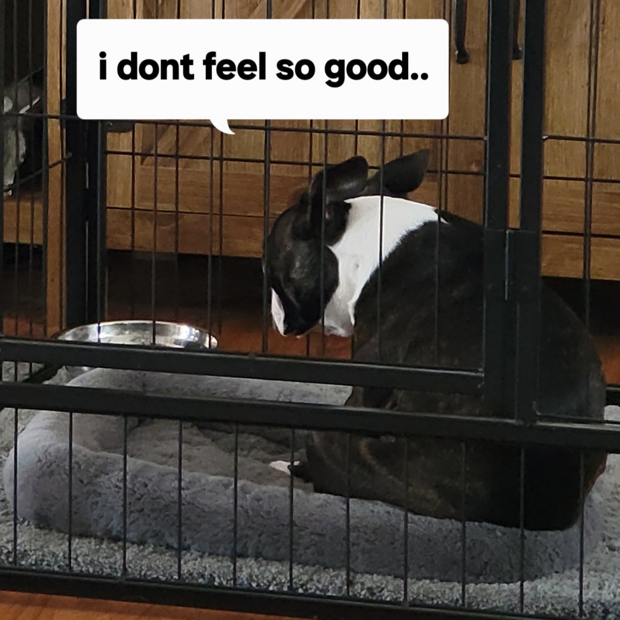 Animal Care Hospital: Dr. Ron Boyd Apple Valley