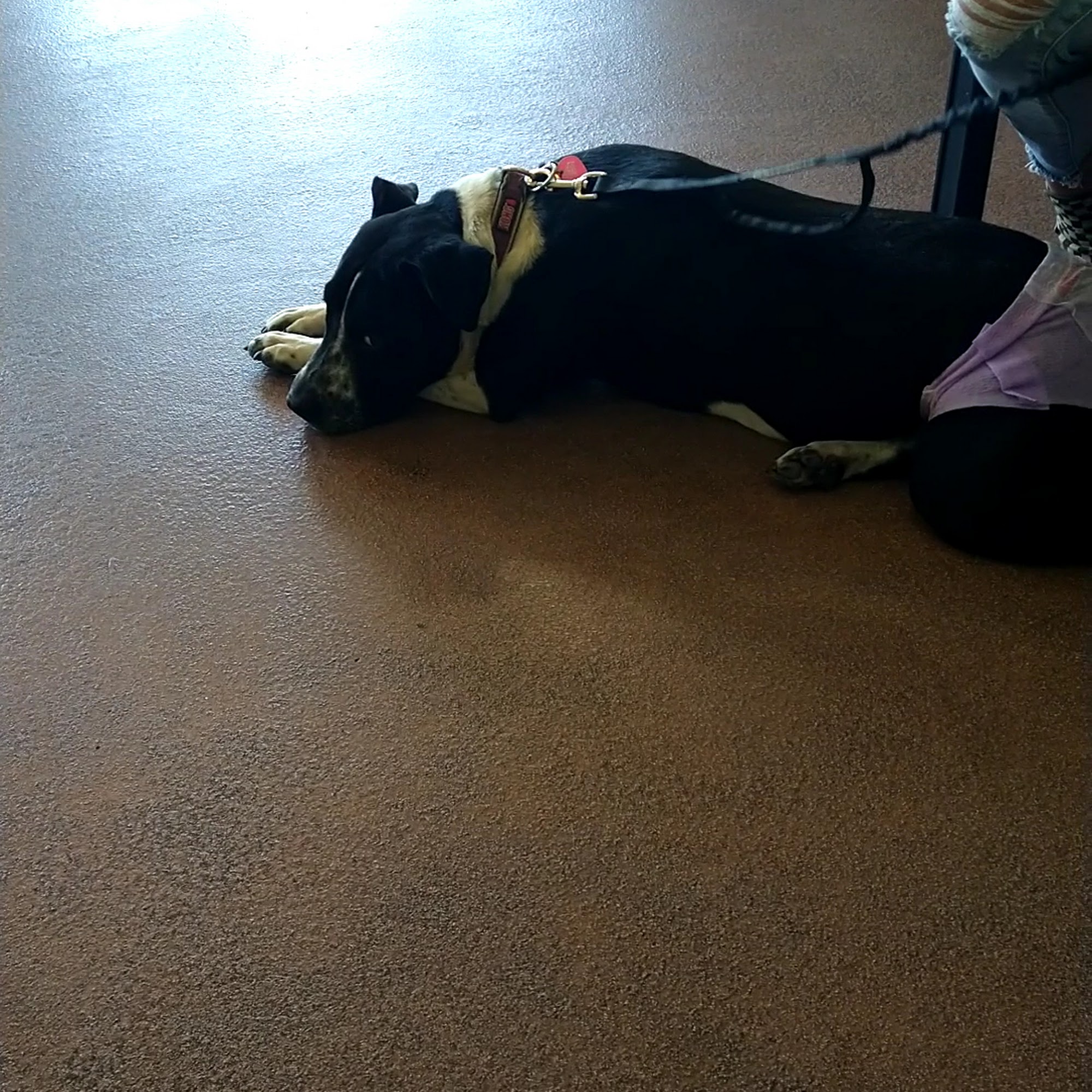 Bear Valley Animal Hospital Apple Valley