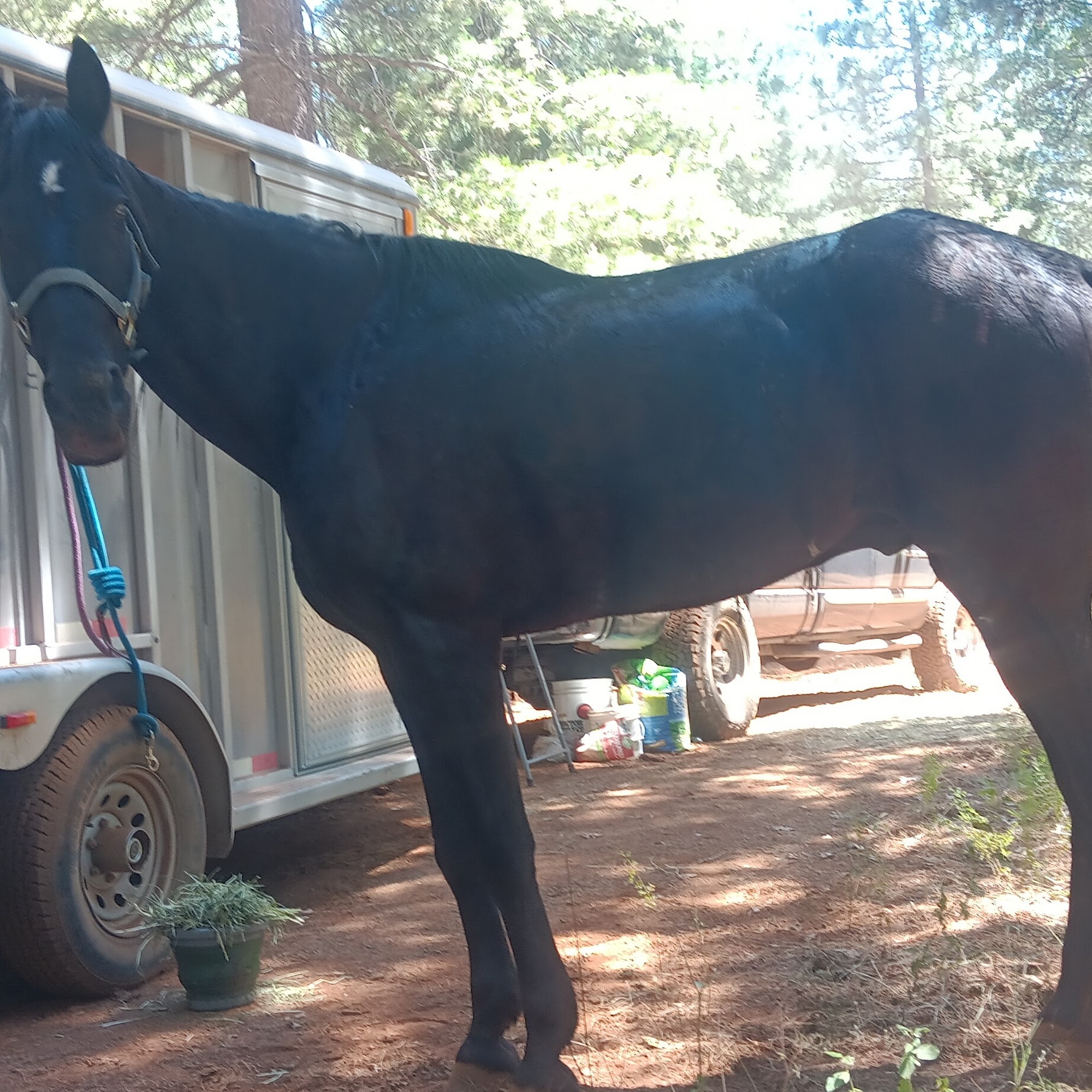 SoCal Equine Hospital- Apple Valley Apple Valley