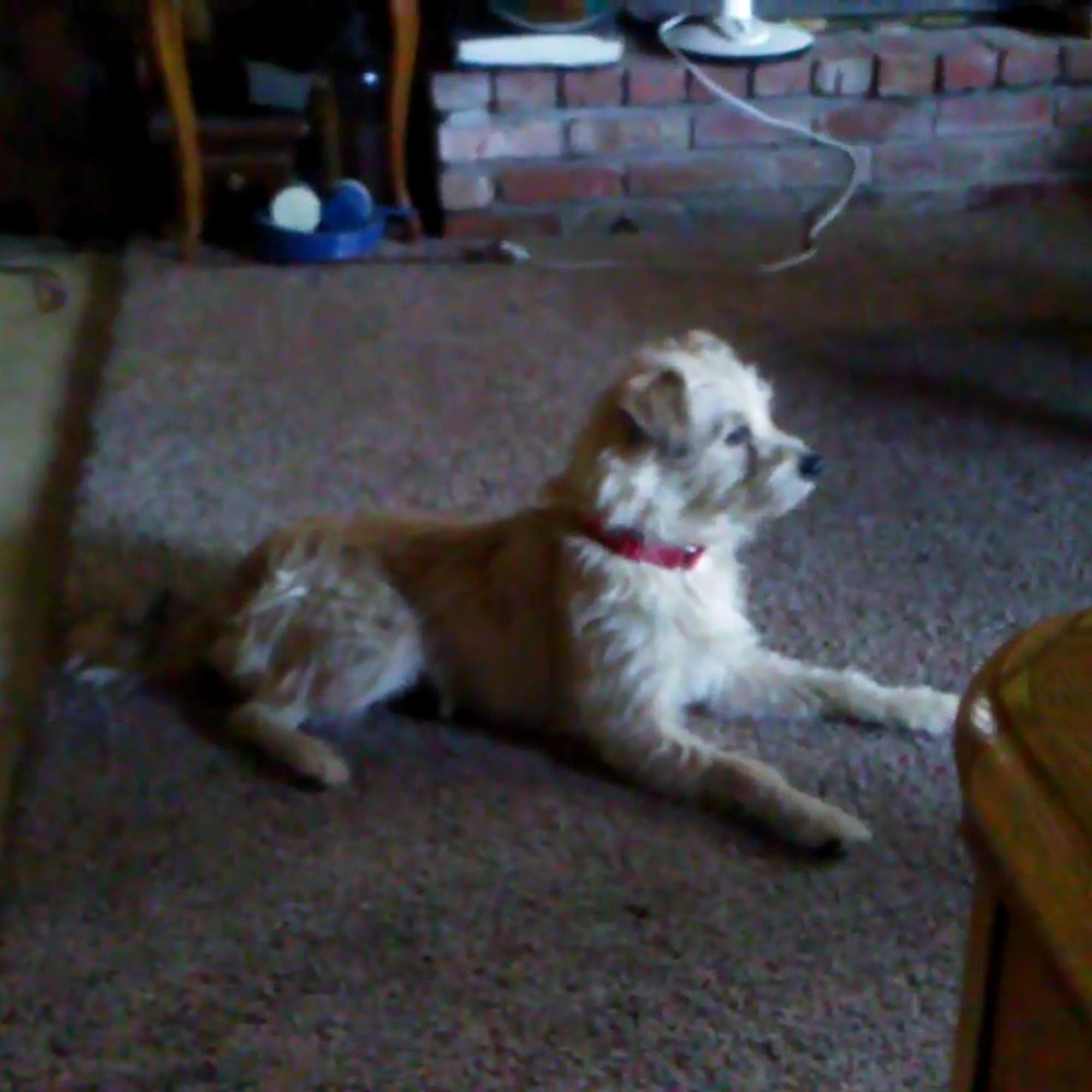 Beagles and Buddies Apple Valley