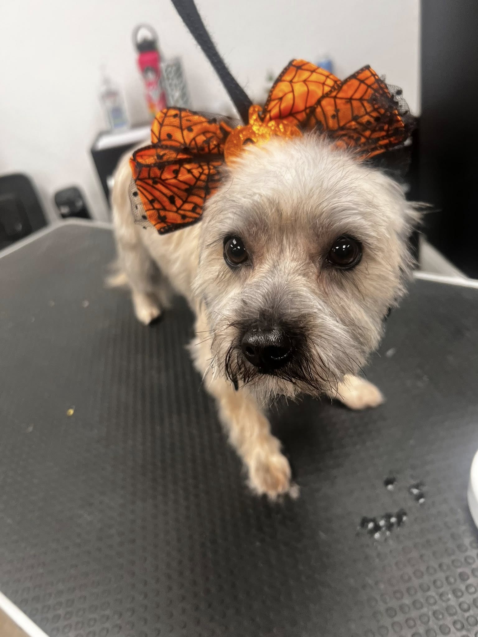 Fur Babies Pet Salon Apple Valley