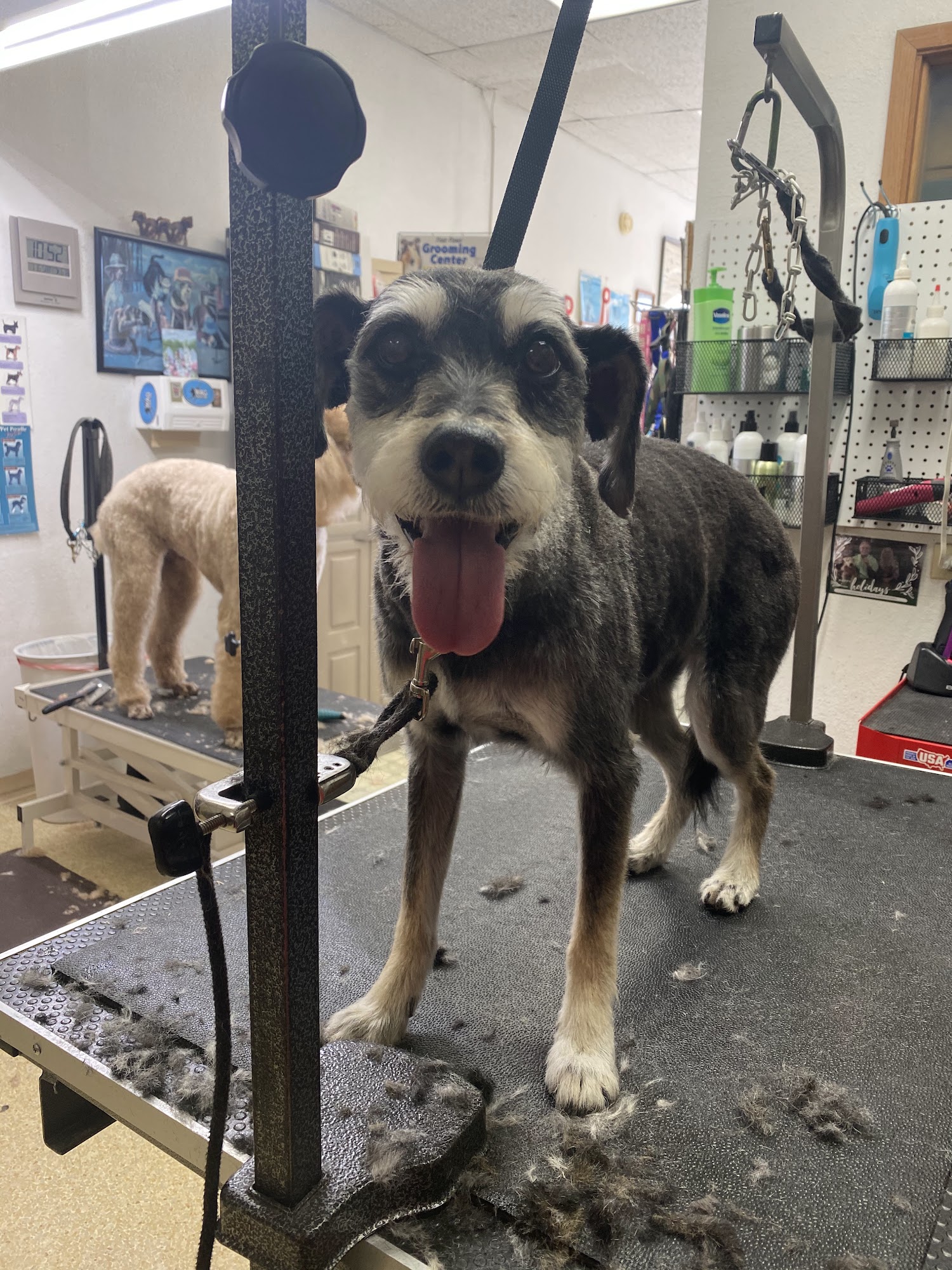 Waggin' Tails Dog & Cat Grooming Apple Valley