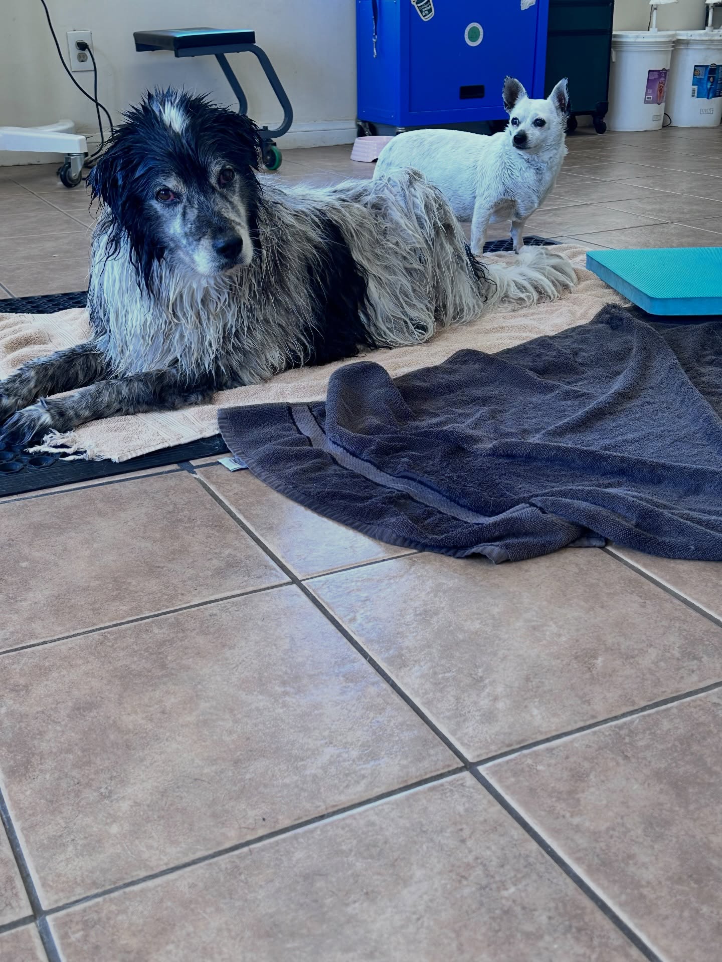 The Groom Room Apple Valley