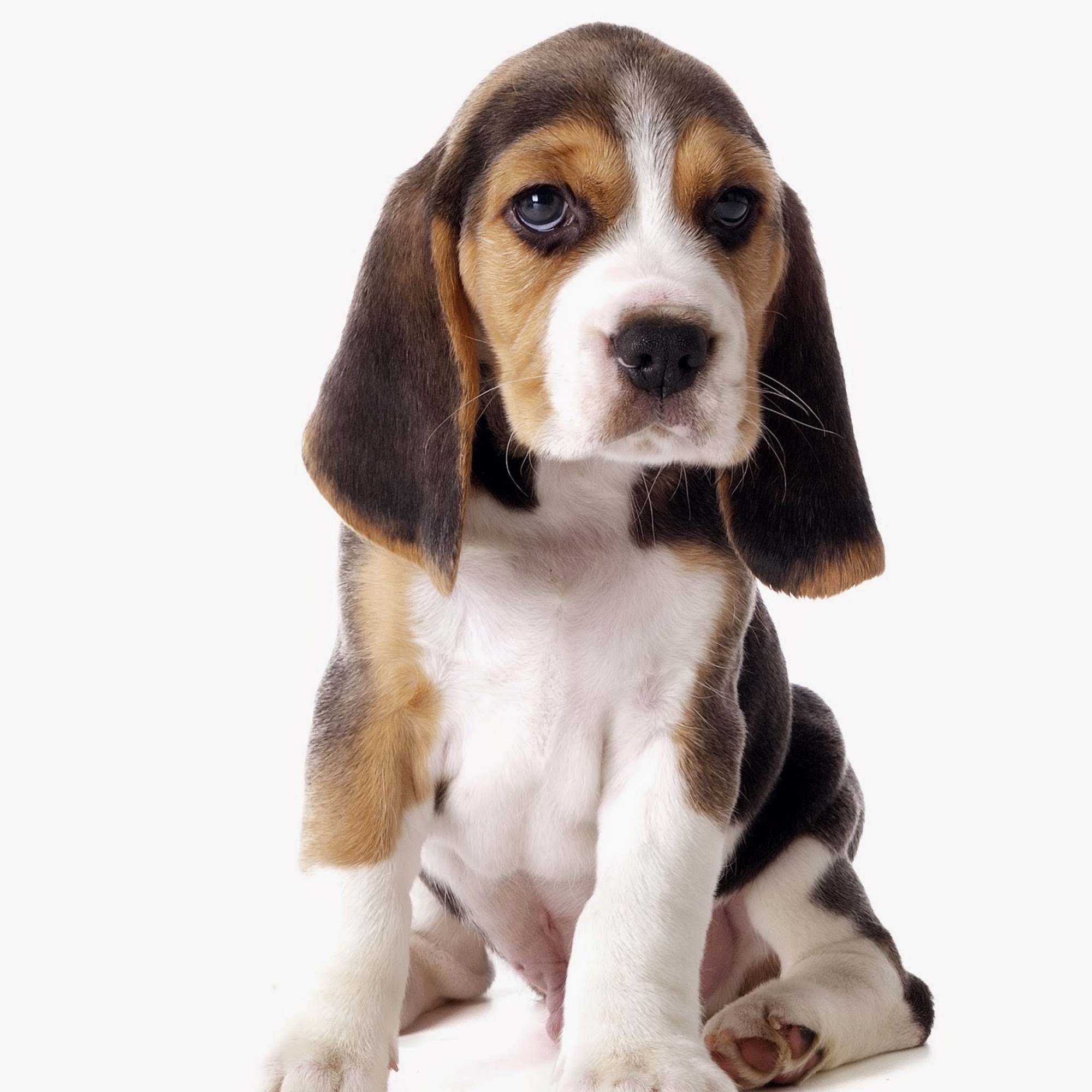 Aptos-Creekside Pet Hospital Aptos