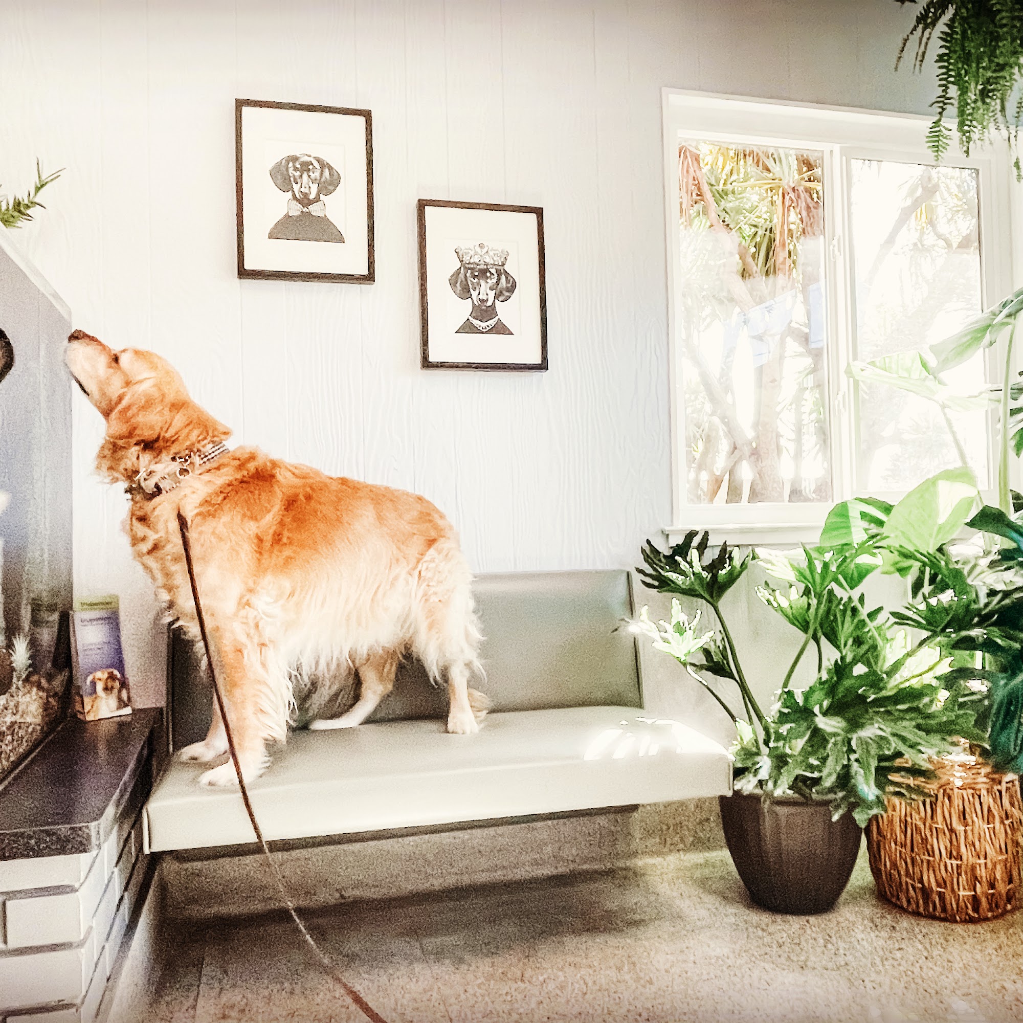 Del Mar Pet Hospital Aptos