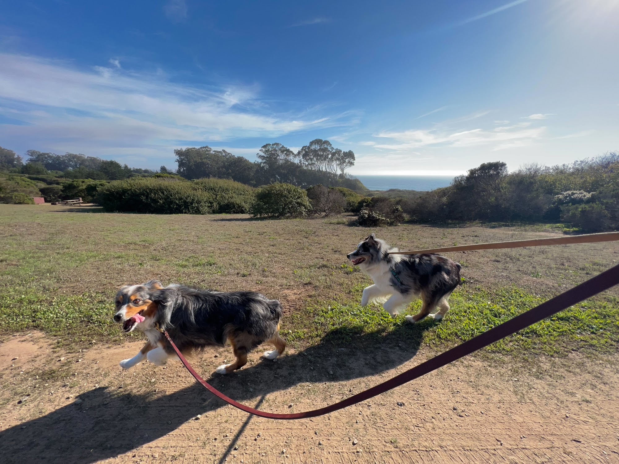 Little Wags of Aptos Aptos