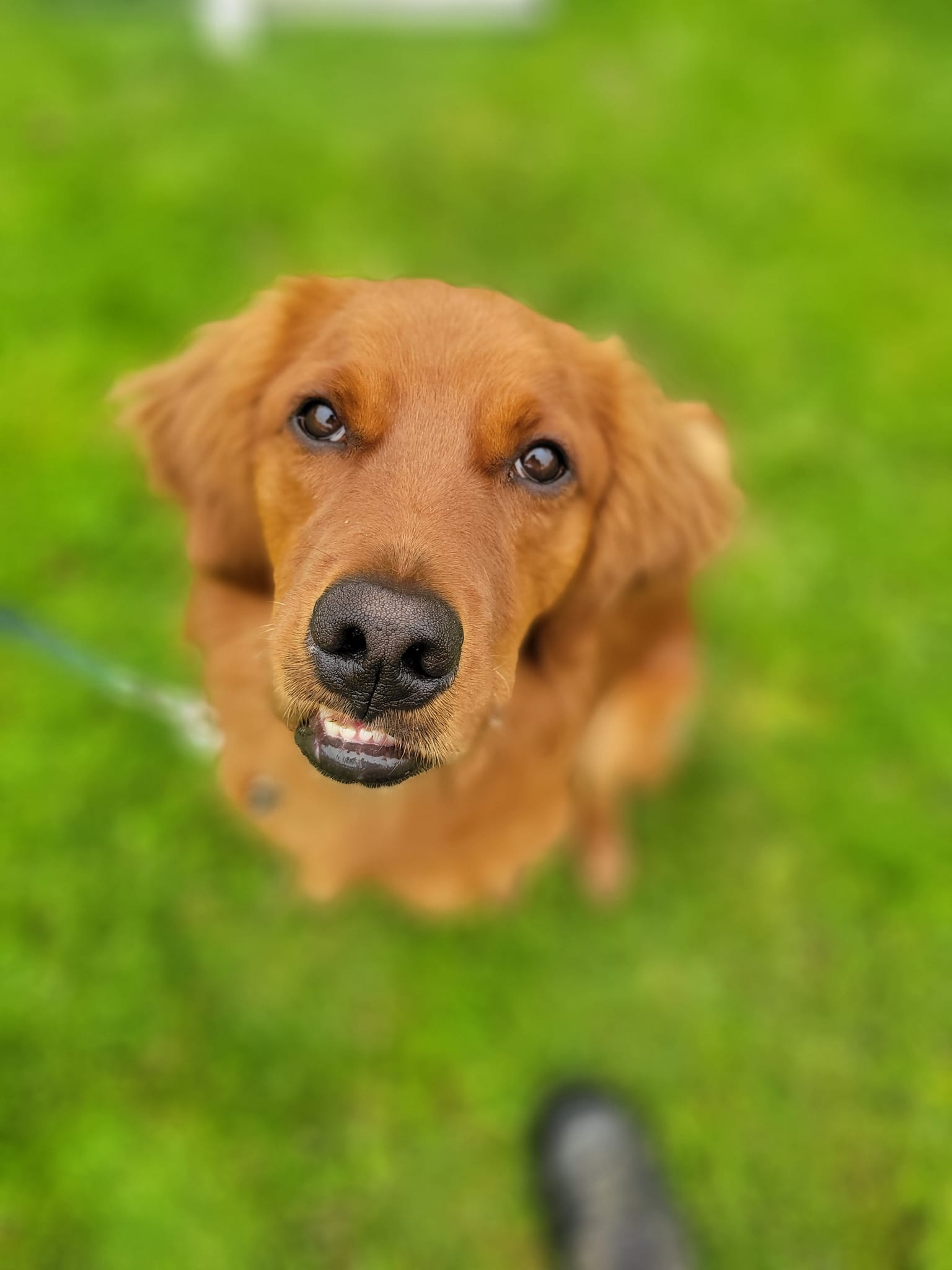 Dog Trainer - Living with Dogs, Aptos Aptos