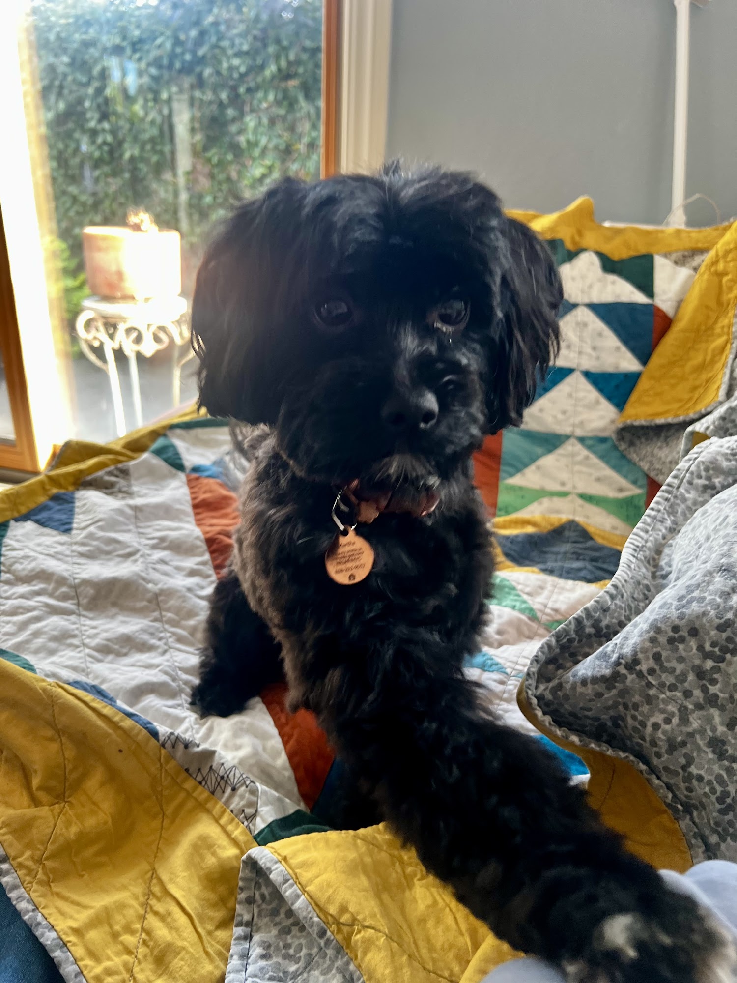 Aptos Dog & Cat Grooming Aptos