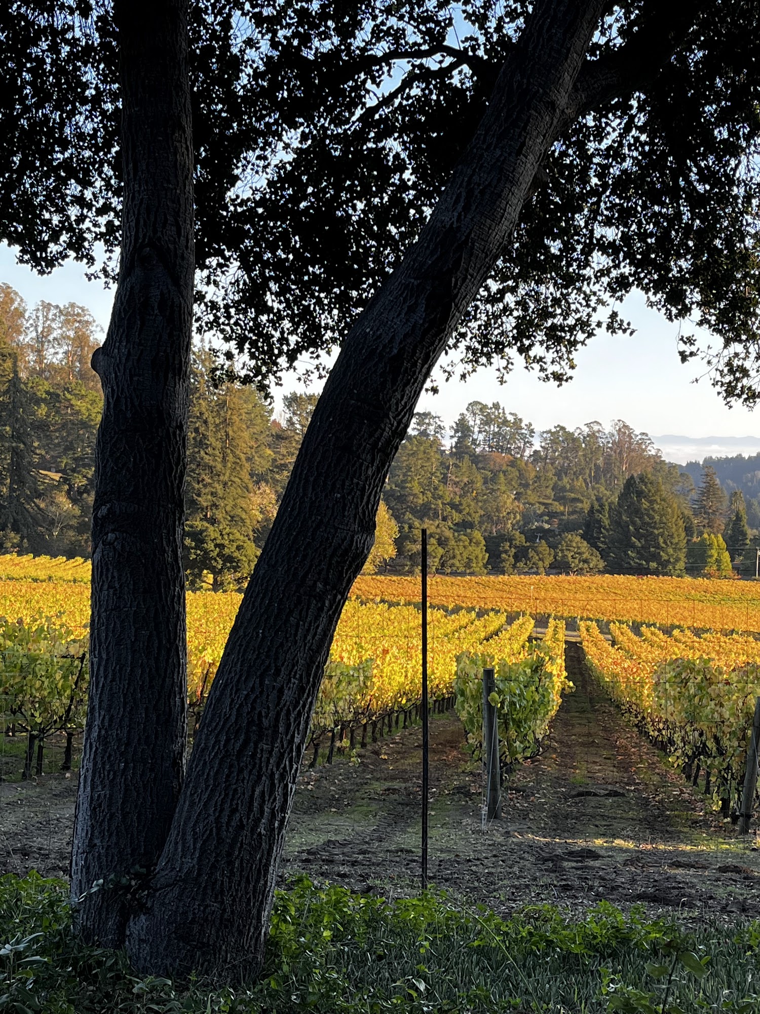 Lester Estate Wines Menu