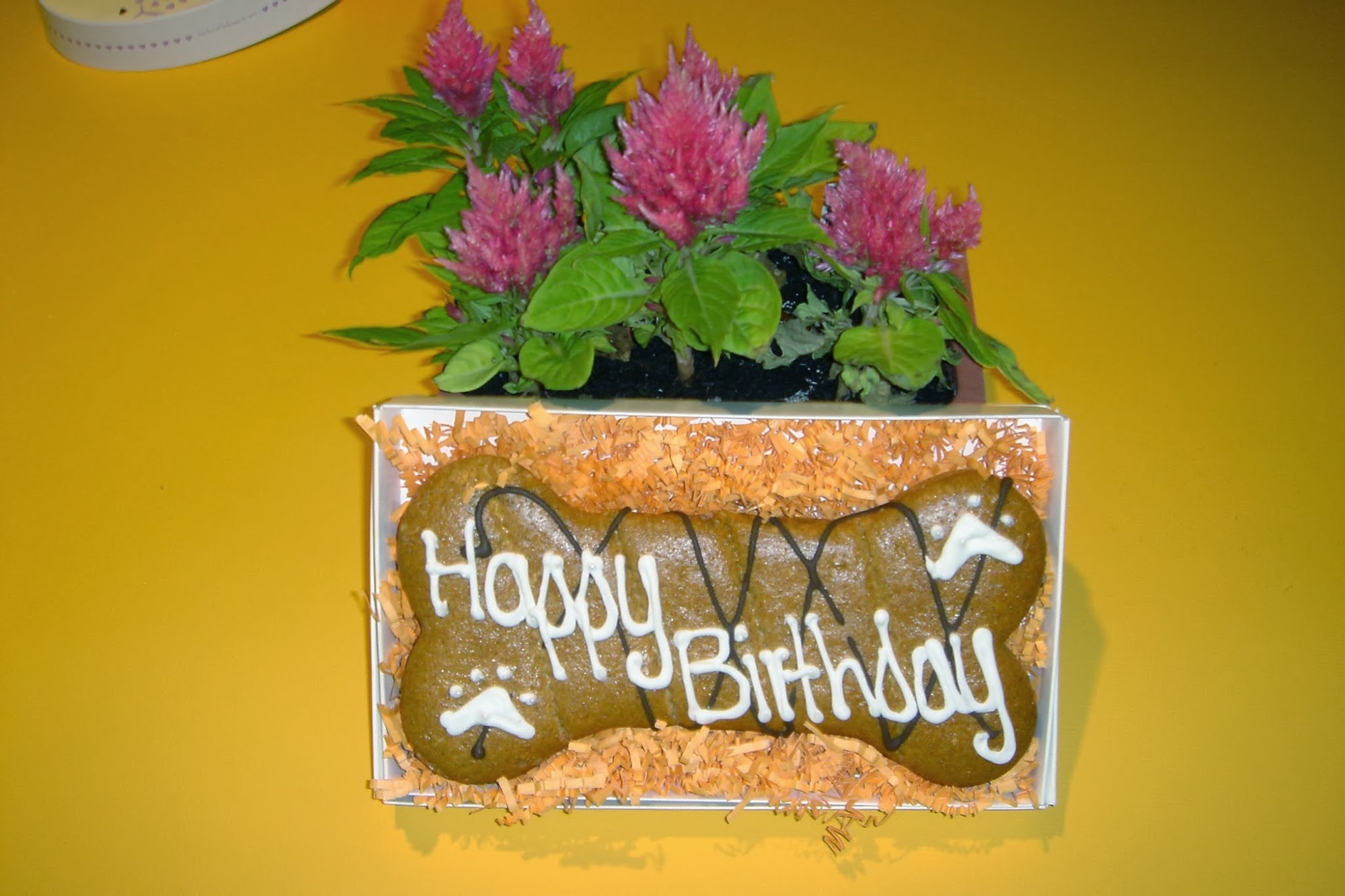 Snowball Pet Grooming Arcadia