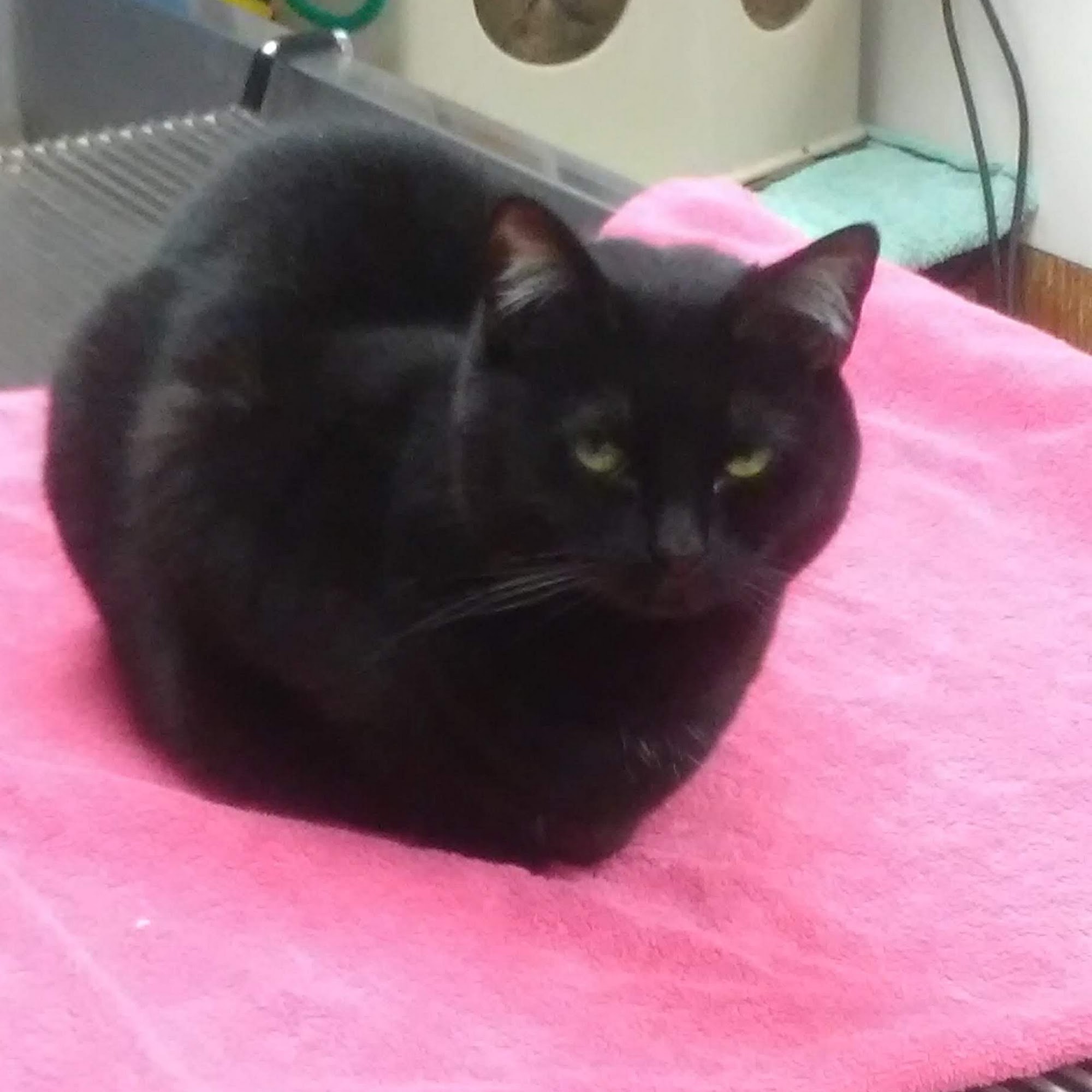 Arcadia Small Animal Hospital Arcadia