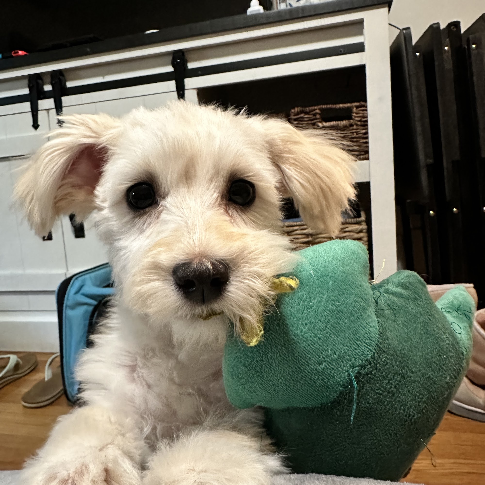 First-Col Pet Salon Arcadia