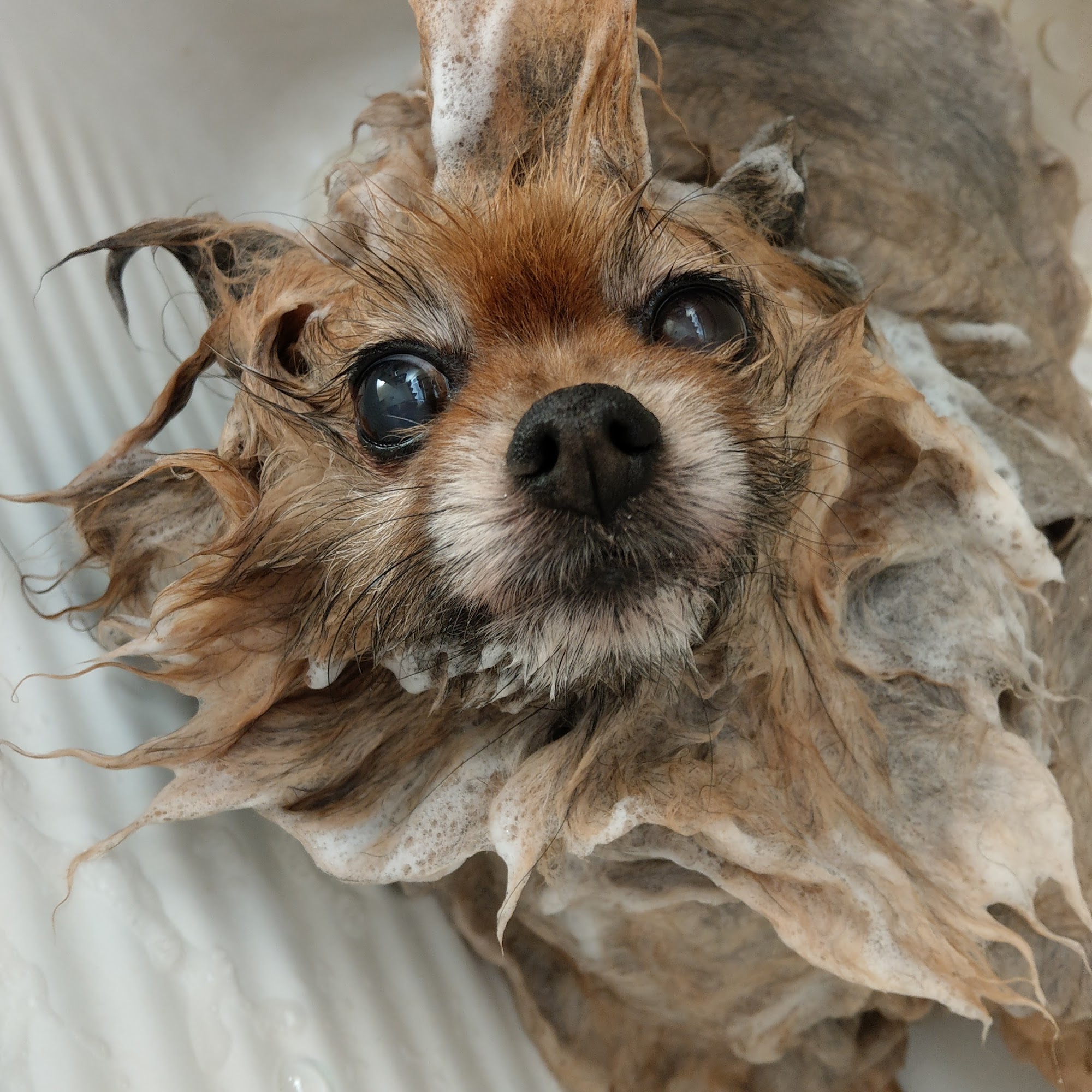 My Purfect Pet Sitter Arcadia