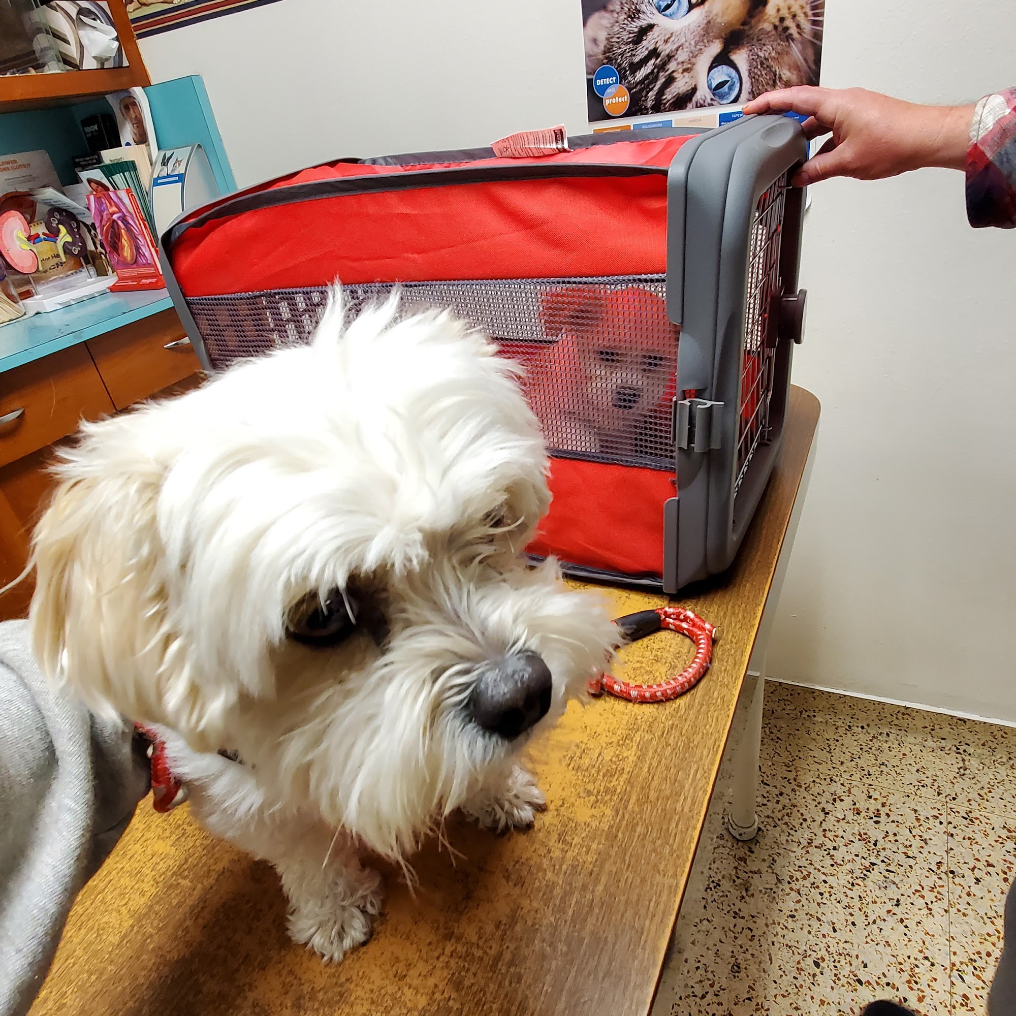 Las Tunas Animal Hospital Arcadia