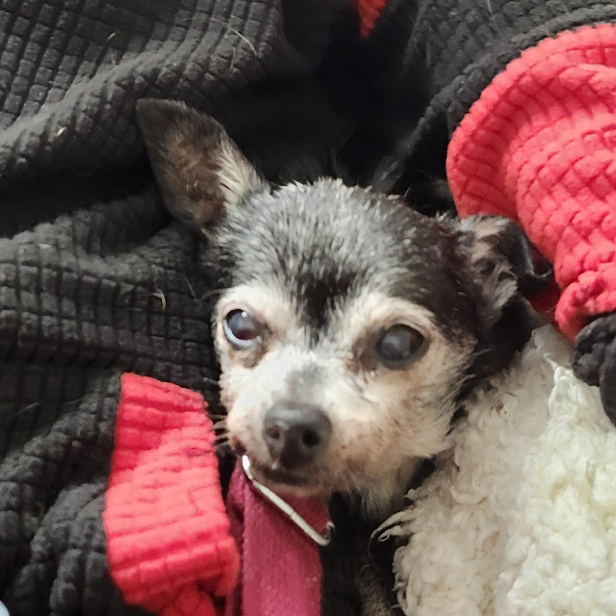 Sunny Brae Animal Clinic Arcata