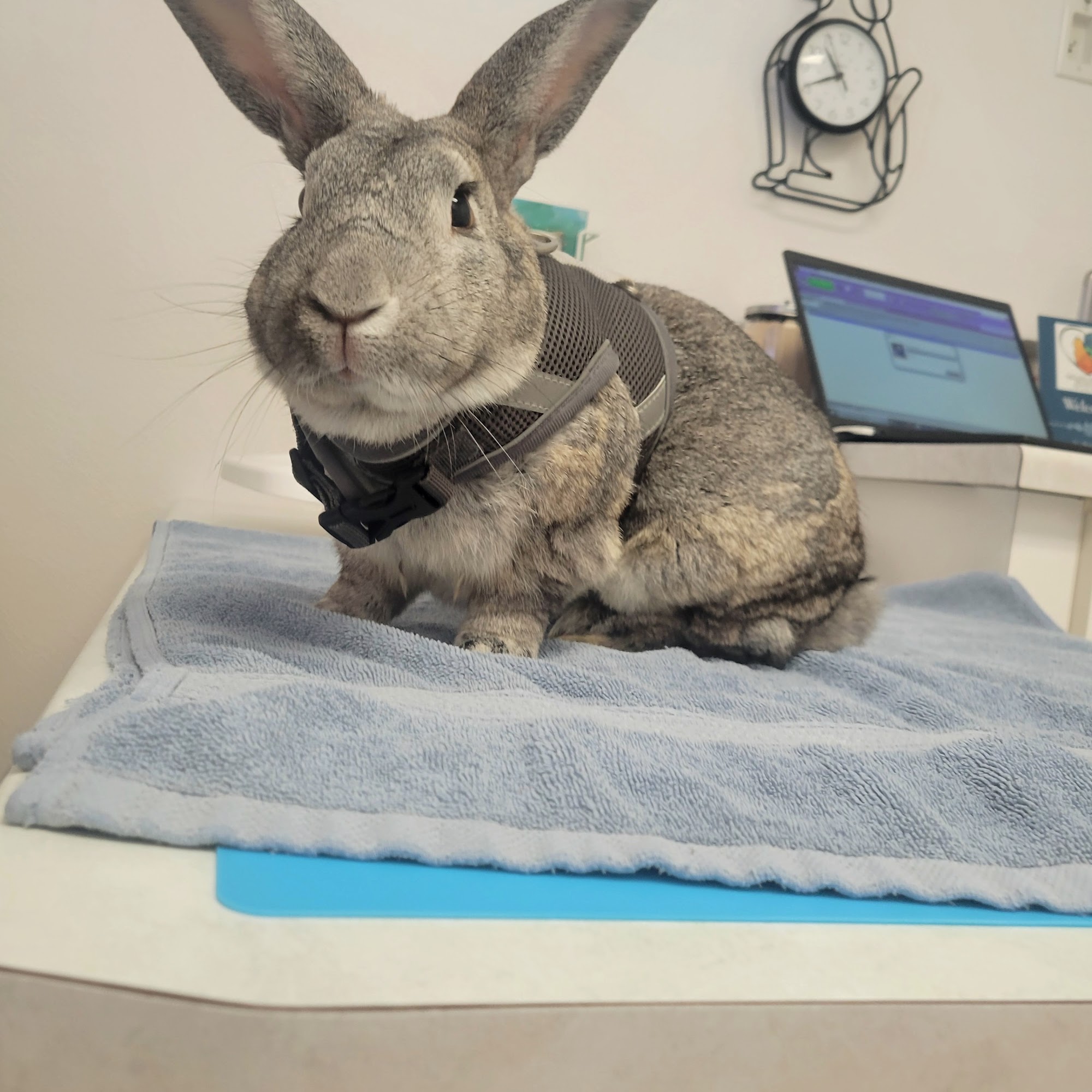 Arcata Animal Hospital Arcata