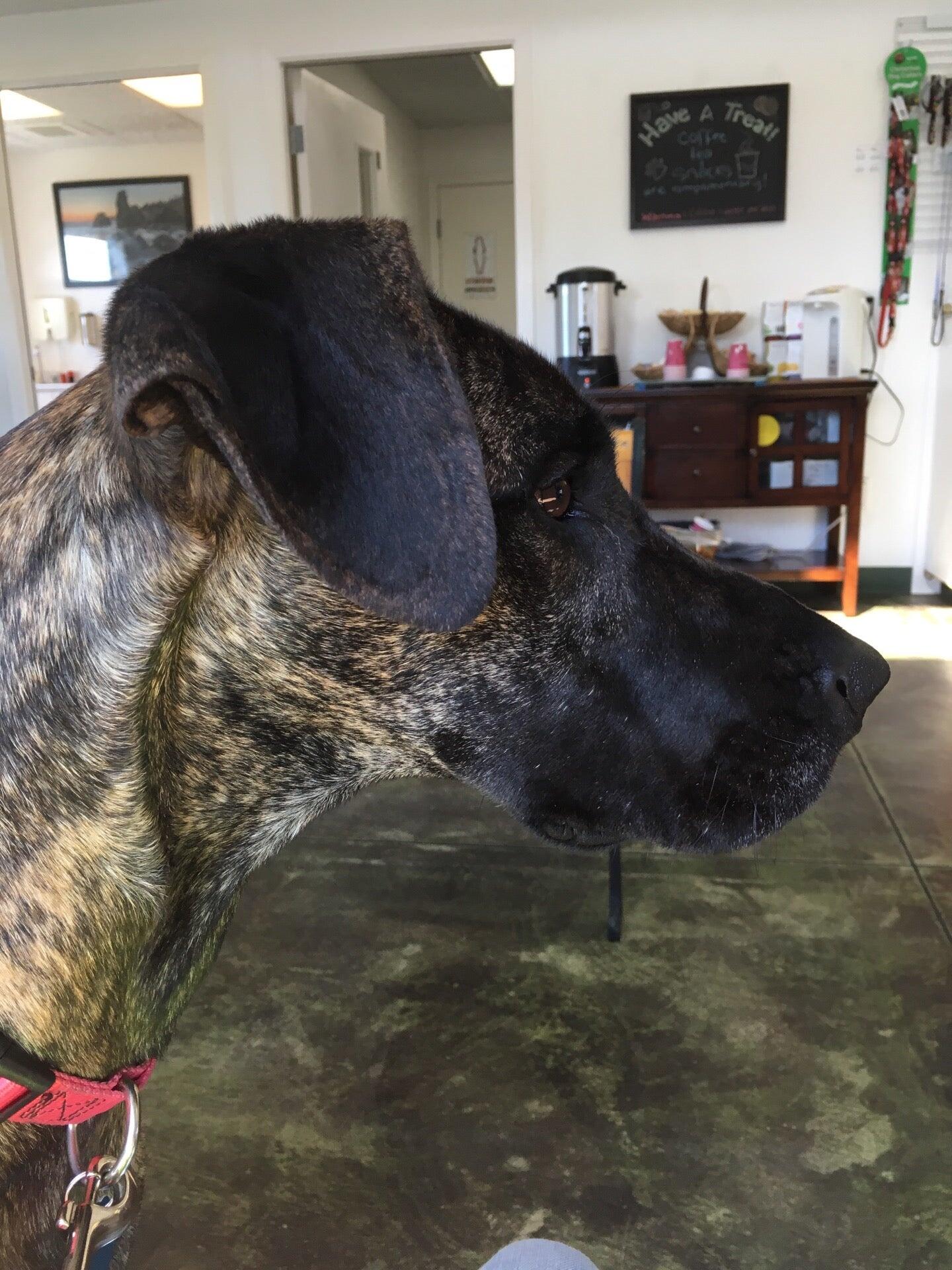 Lea-Shouse, Charlene, DVM Arcata