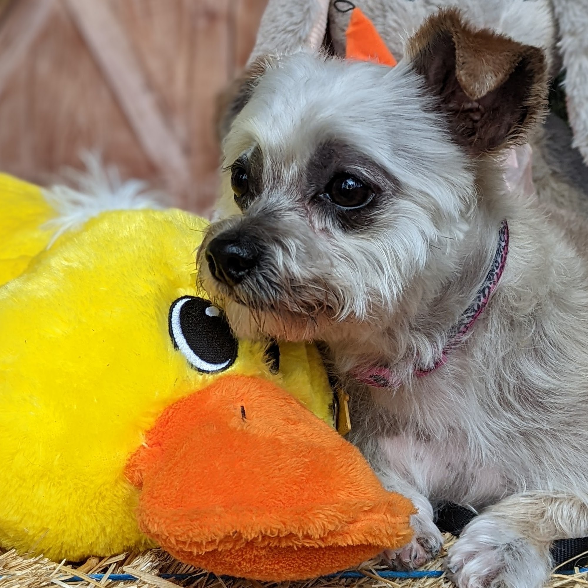 Carrie's Critter Couture